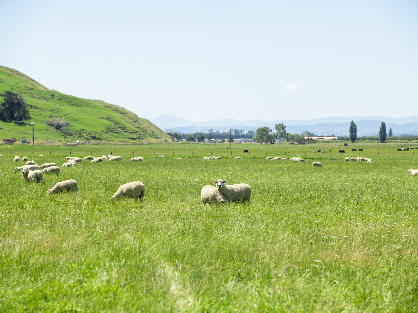 1343 Wharerata Road, Muriwai