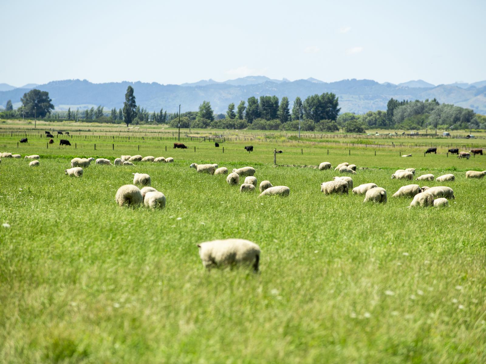 1343 Wharerata Road, Muriwai