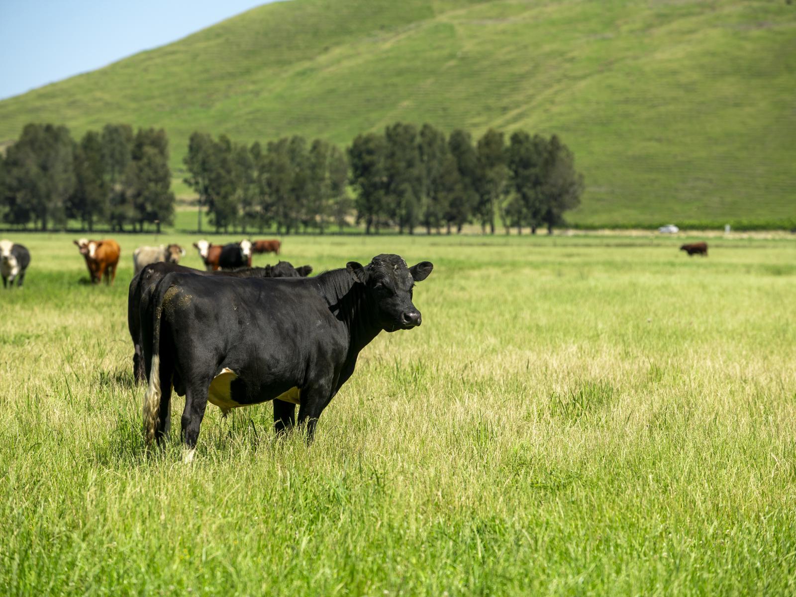 1343 Wharerata Road, Muriwai