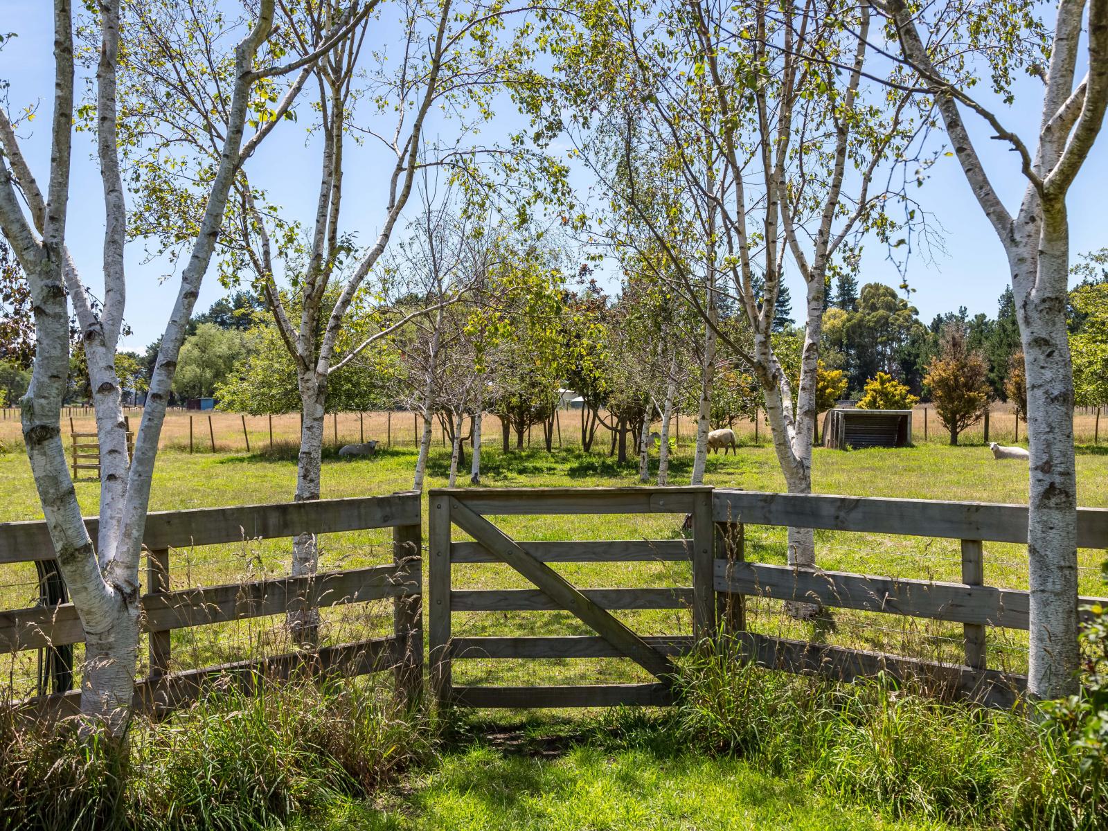 80 Battersea Road, Morisons Bush