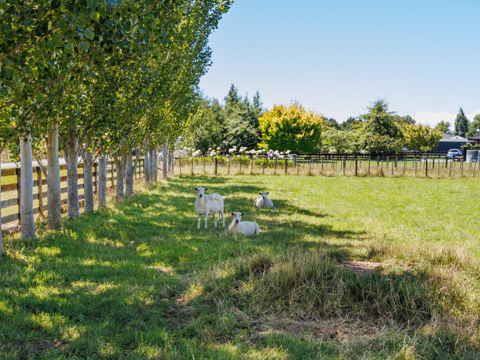 572 Taonui Road, Colyton