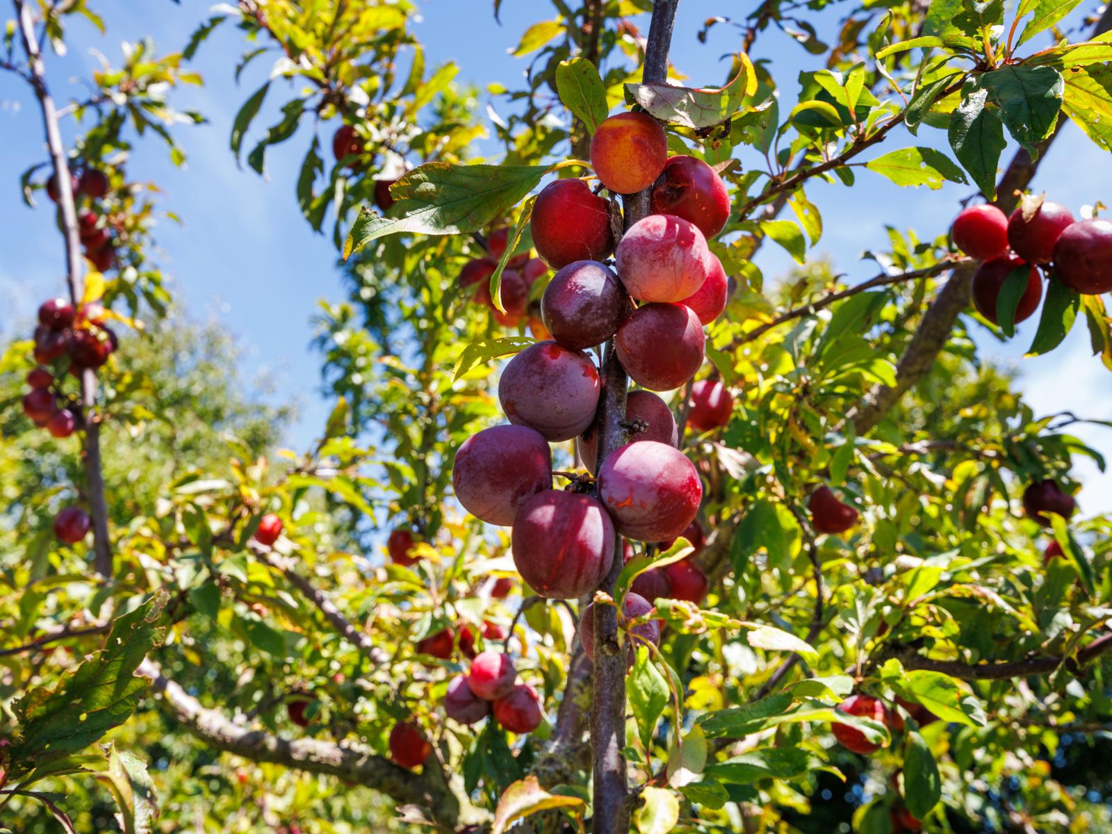 572 Taonui Road, Colyton