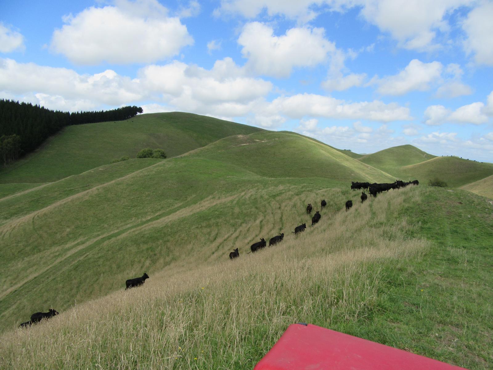 153 Homewood Road, Waipawa