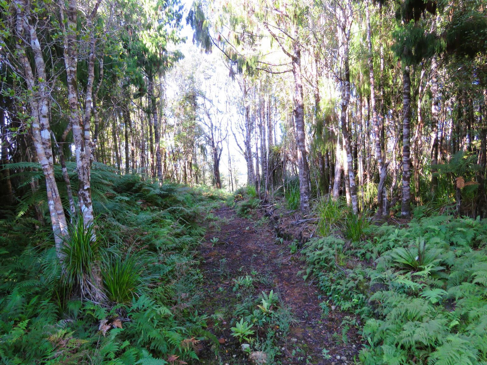 5/1290 Tanglefern Row, Charleston