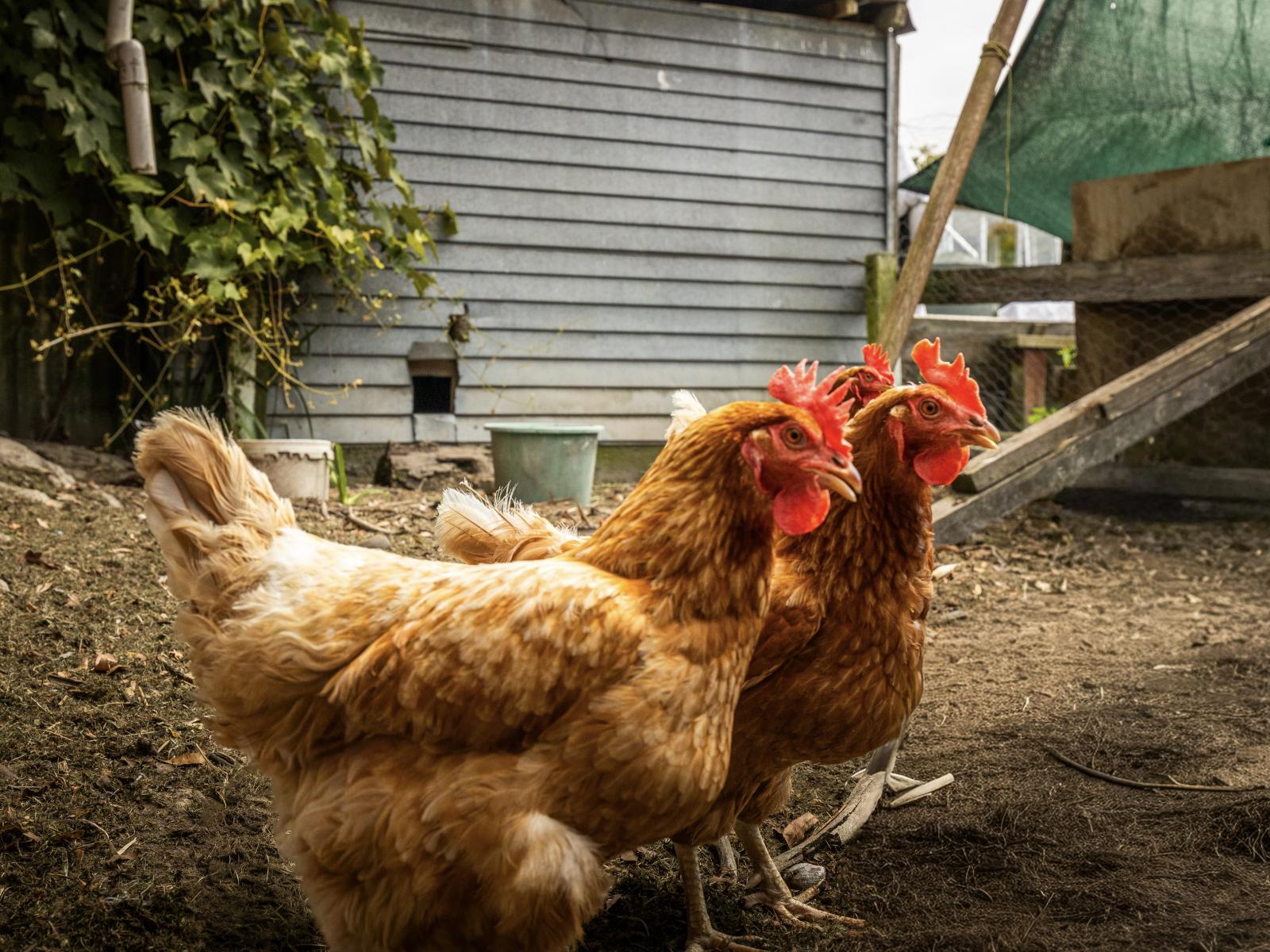 28 Main Street, Marton