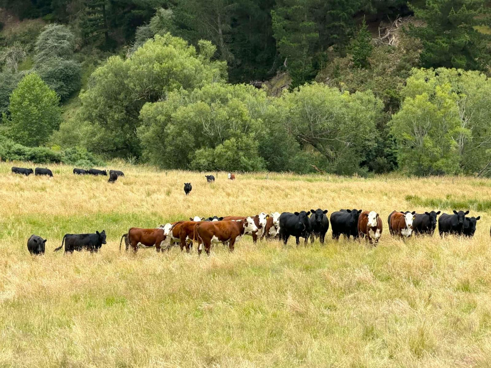 86 Stenhouse Road, Palmerston