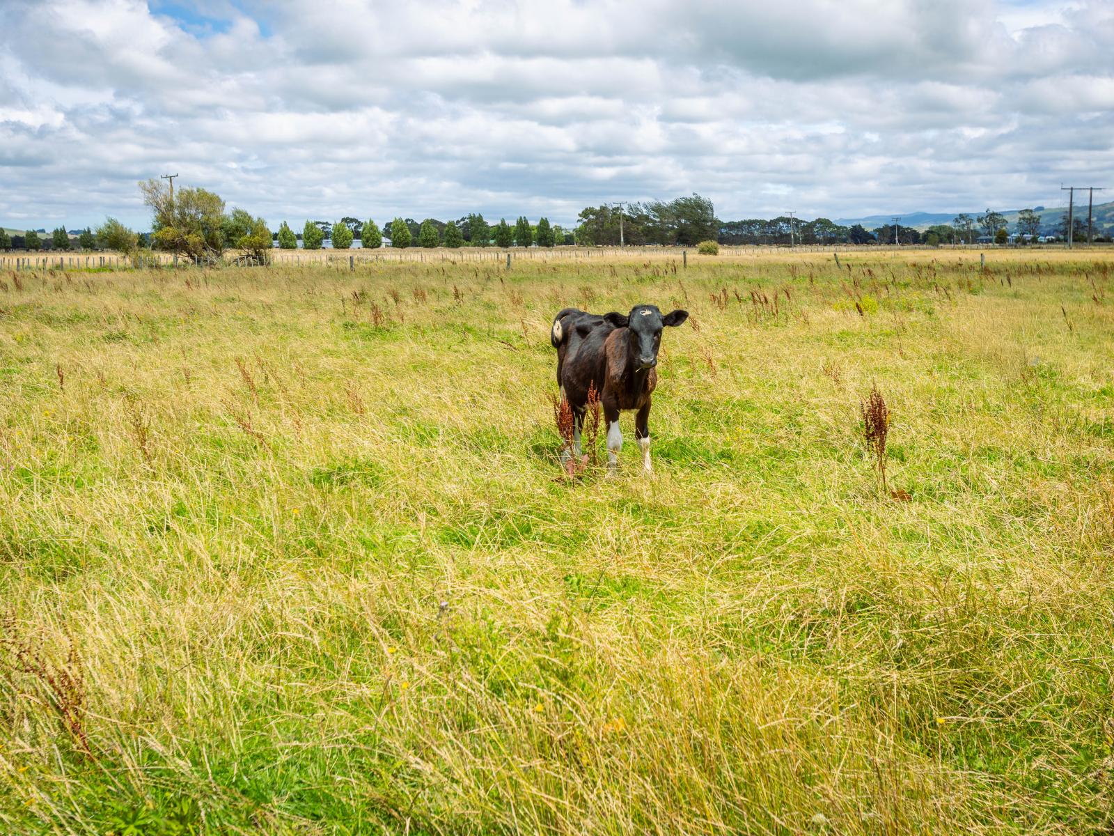 Broomfield Road, Woodville