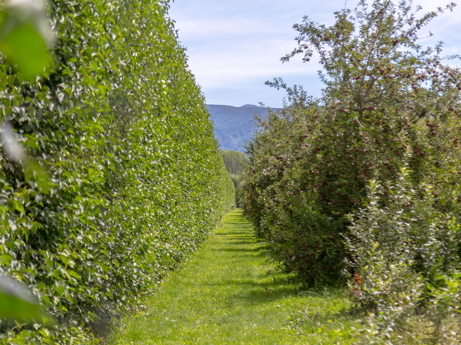 37 Westwood Avenue, Greytown