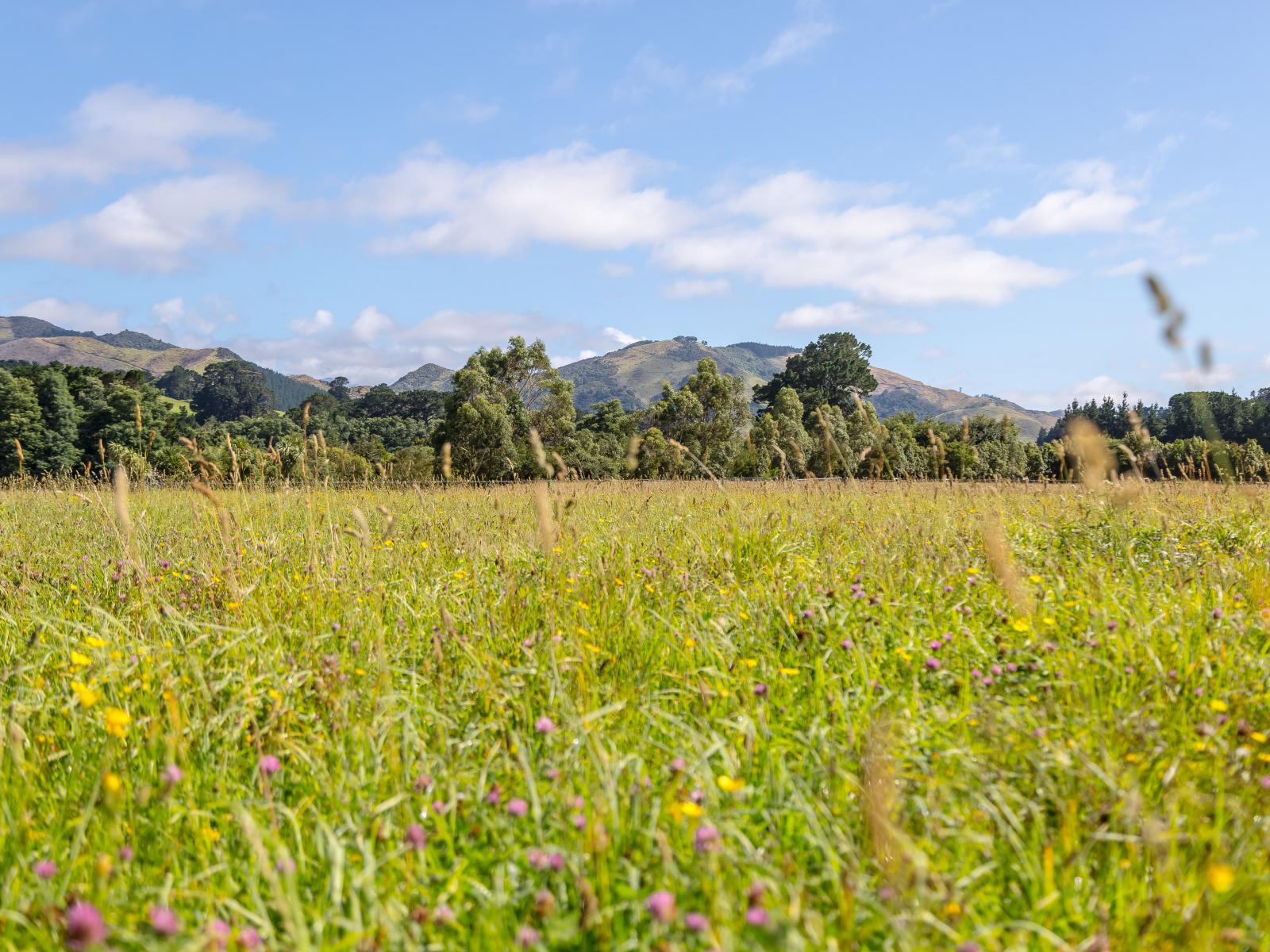 89 Hinau Gully Road, Carterton