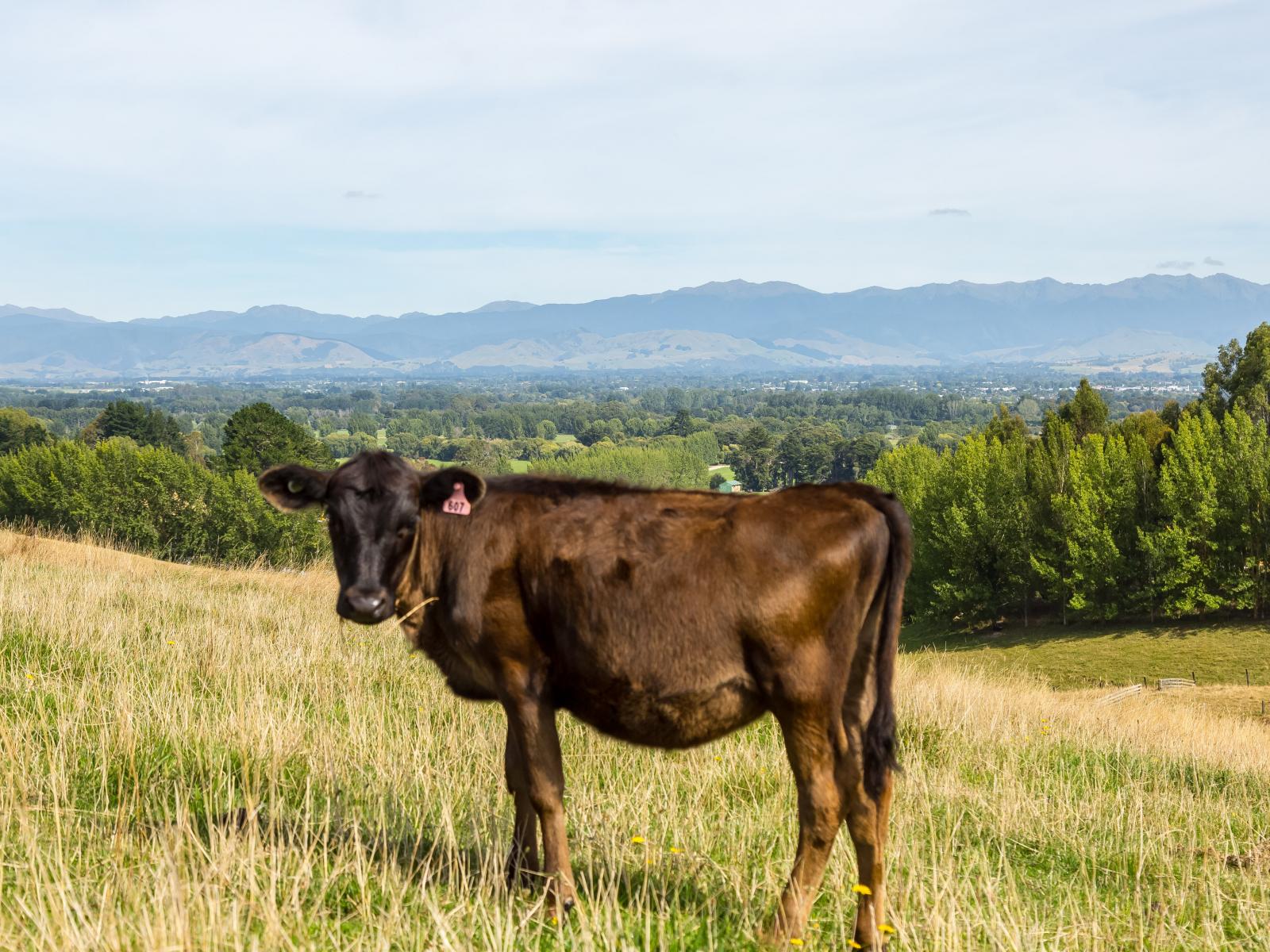 67A Lees Pakaraka Road, Masterton