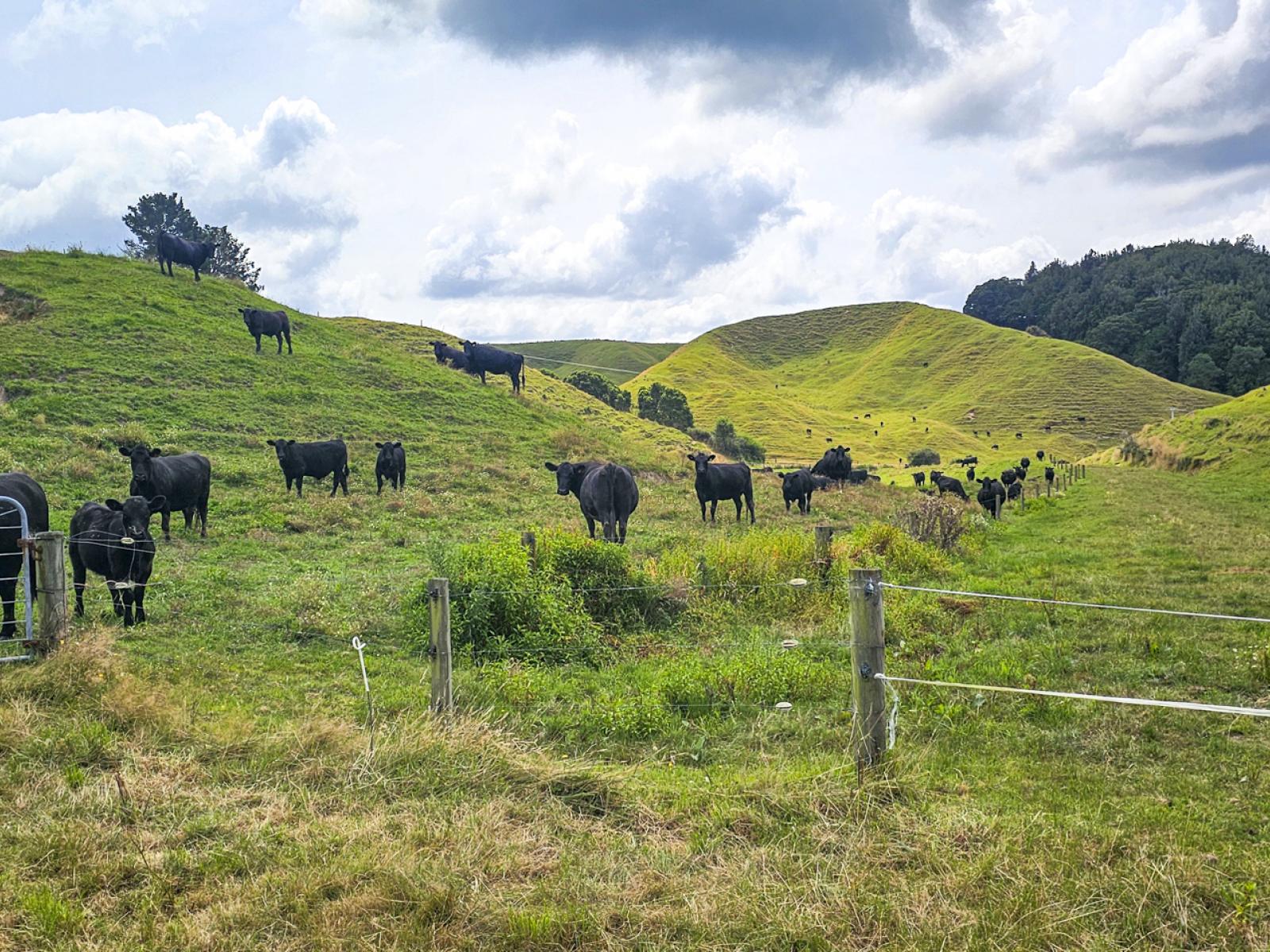 248 Lichenstein Road, Okere Falls