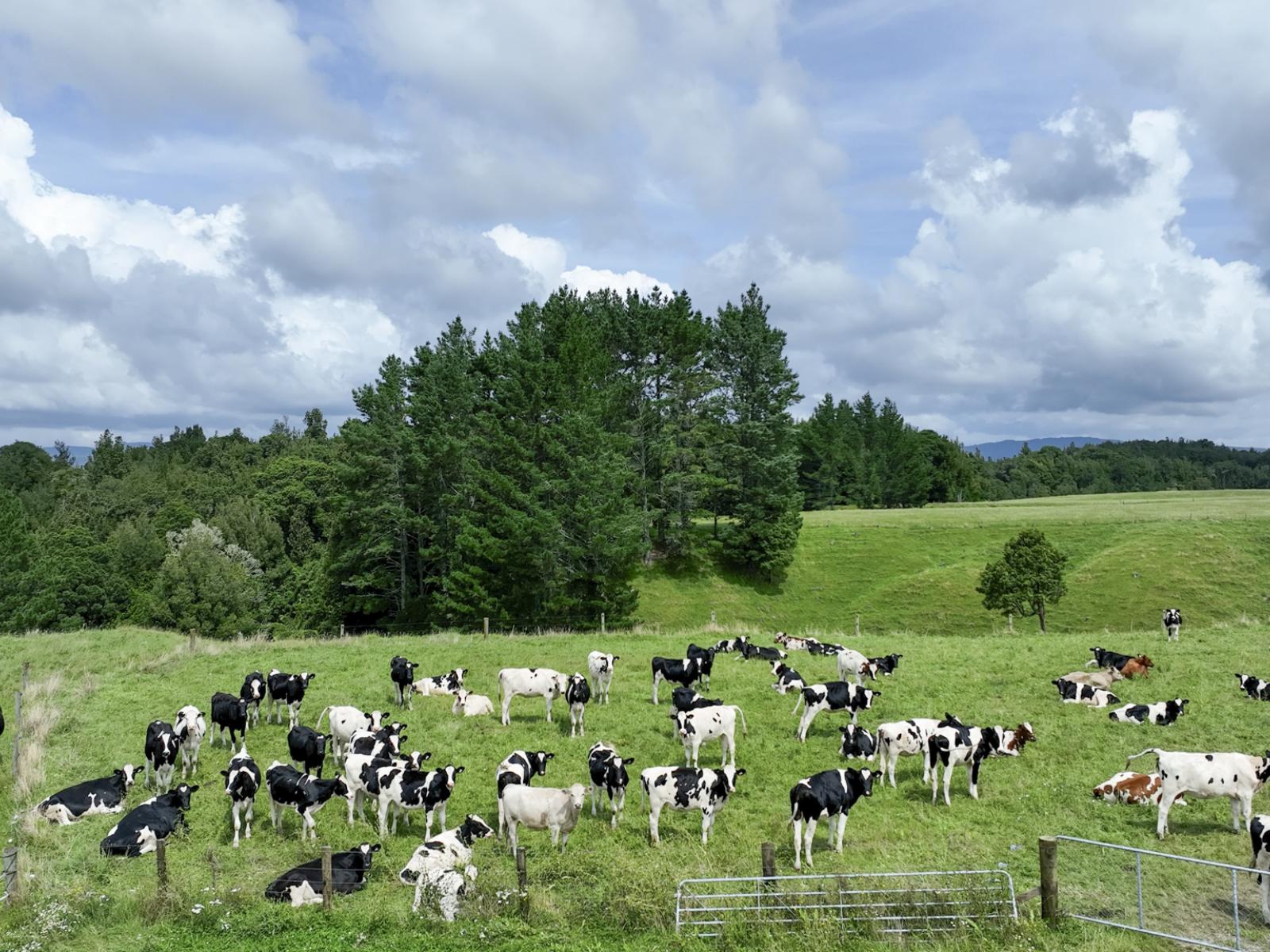 248 Lichenstein Road, Okere Falls