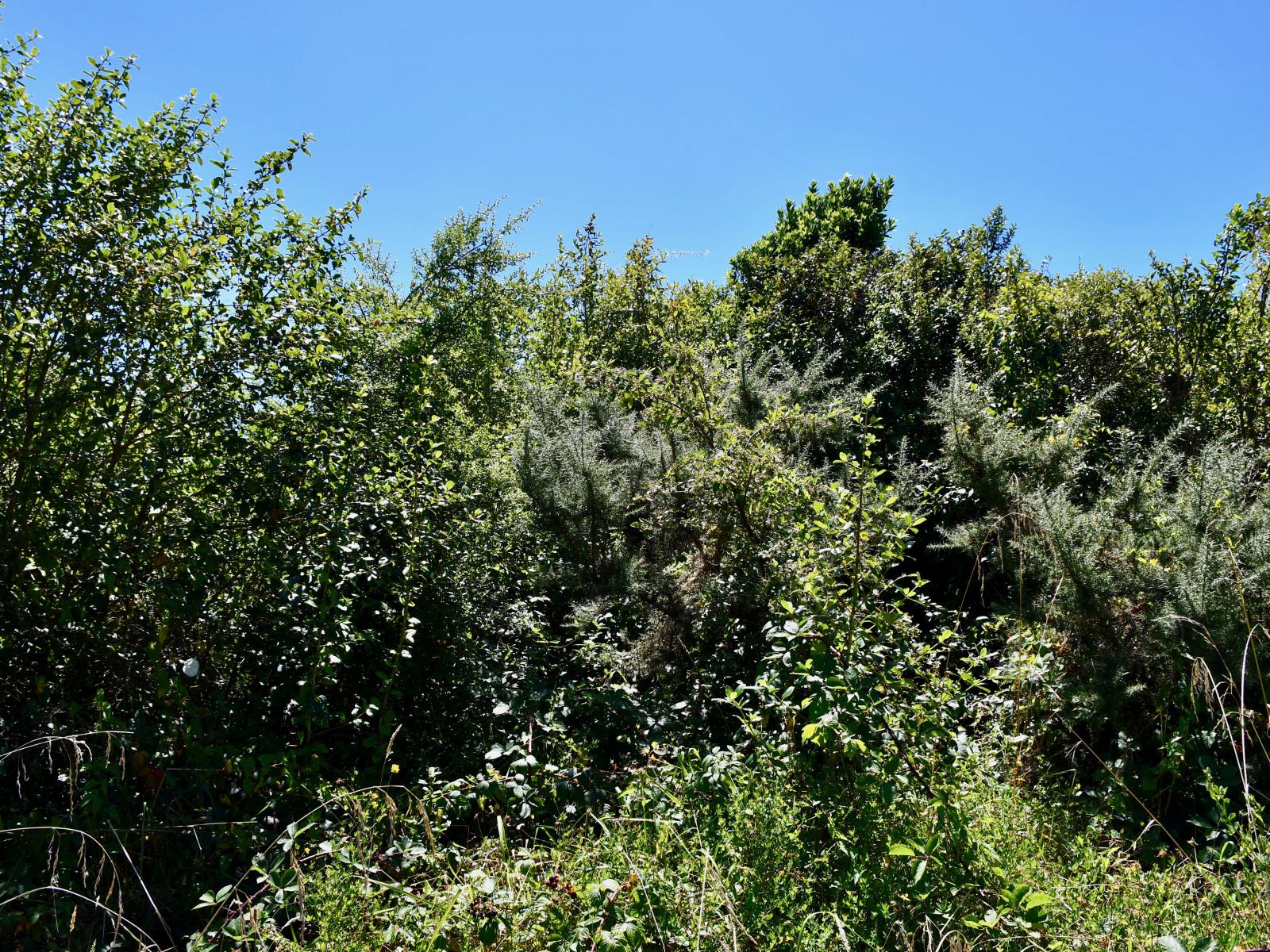 9 Nikau Heights, Little Wanganui