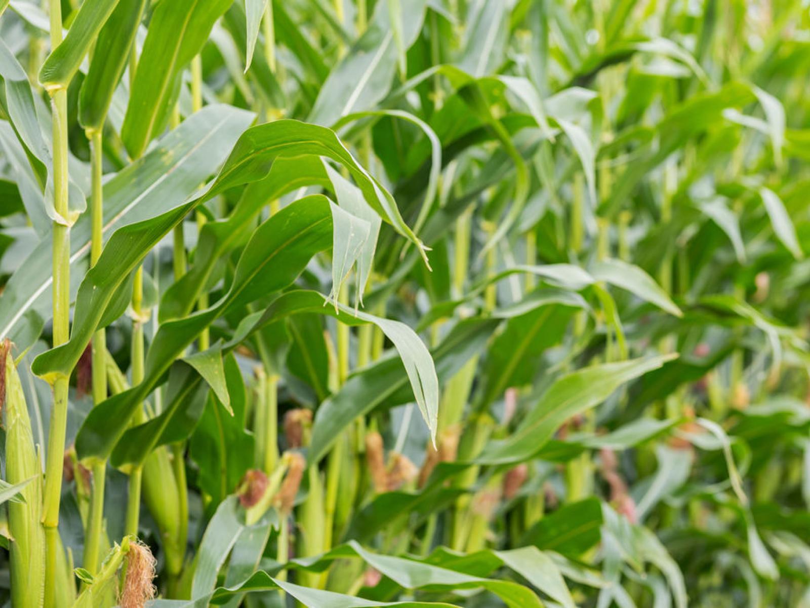 349 Wakanui Road, Ashburton