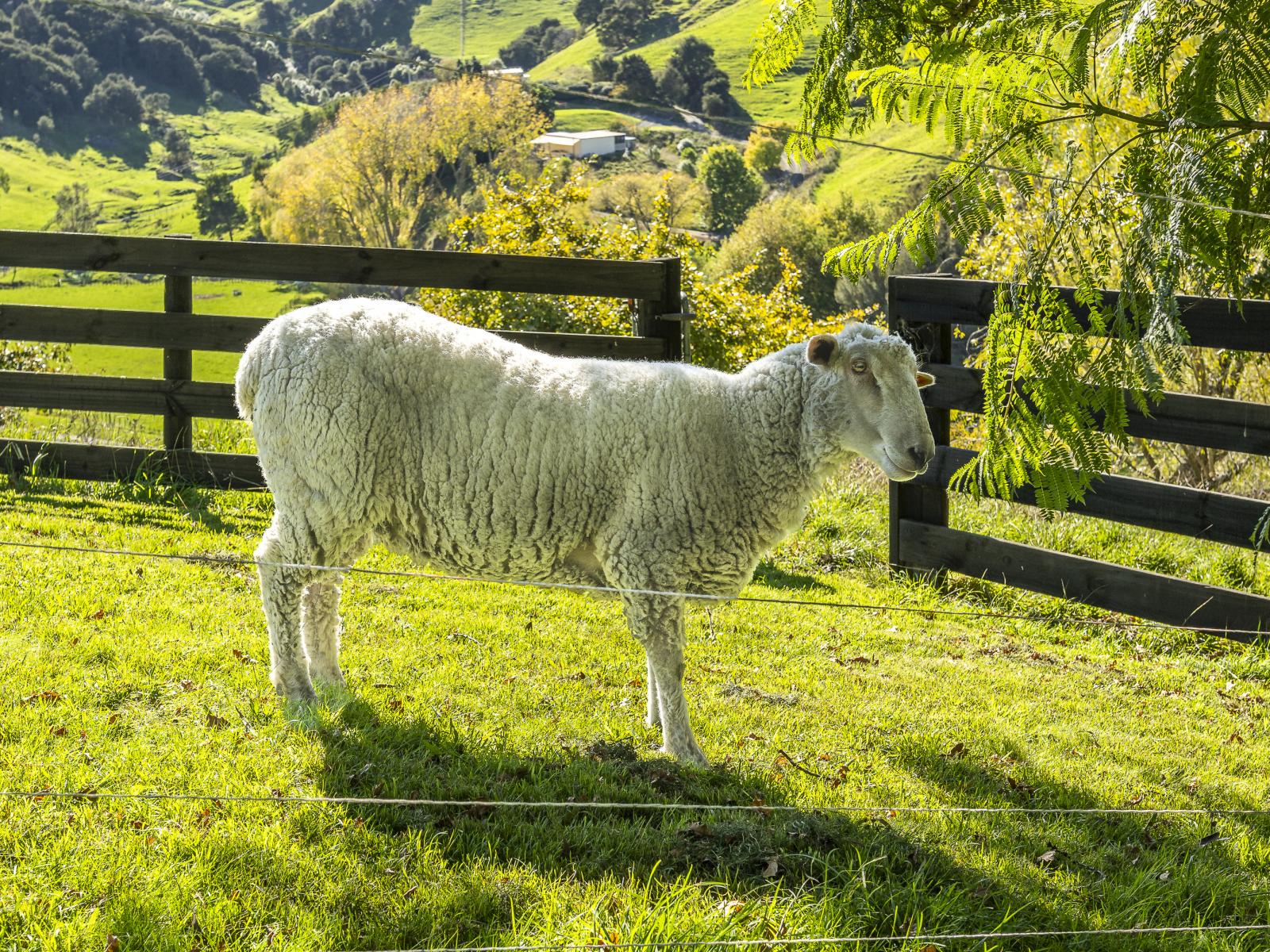 863 Puketitiri Road, Puketapu