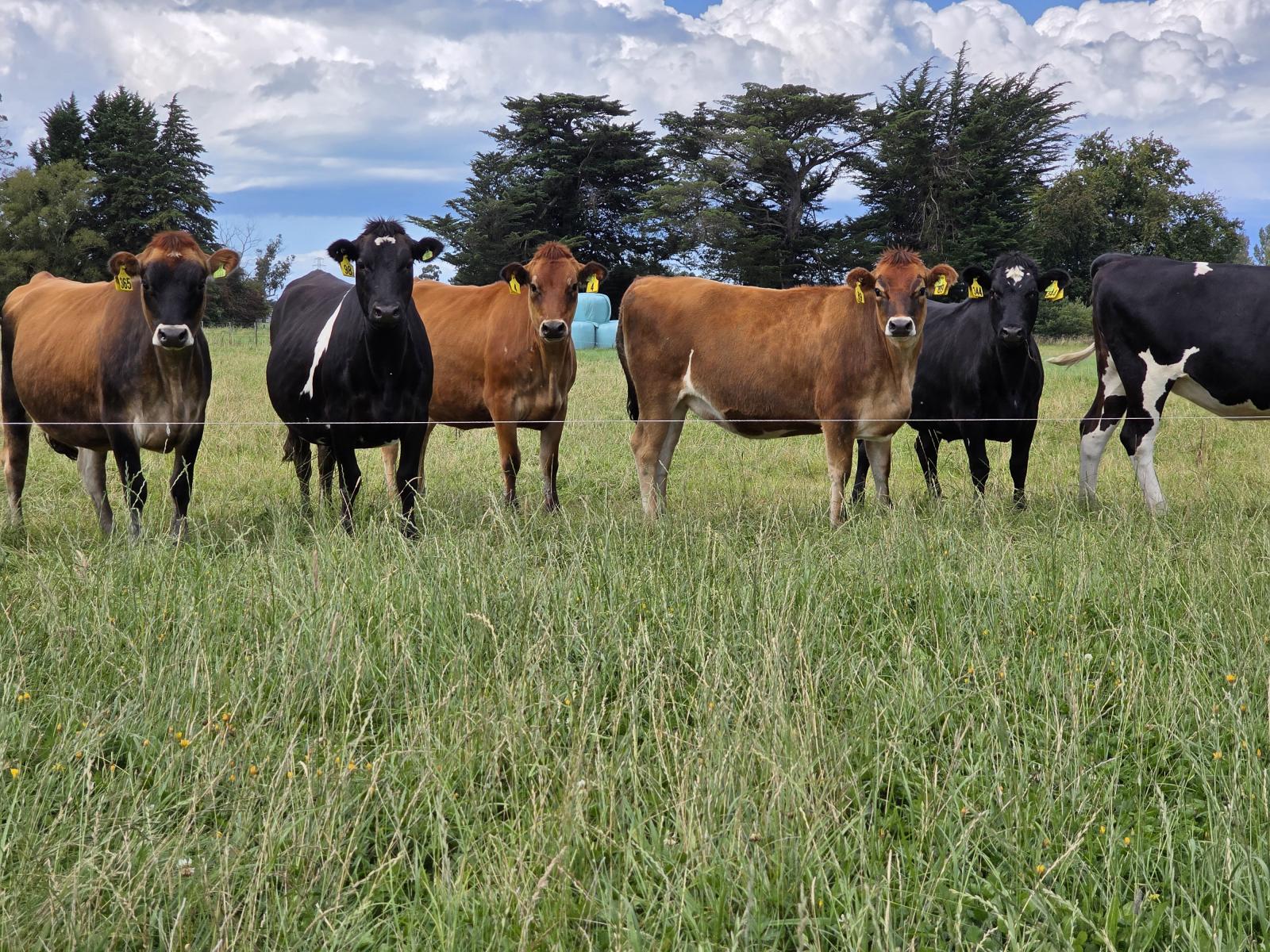 16 Northbrook Road, Rangiora