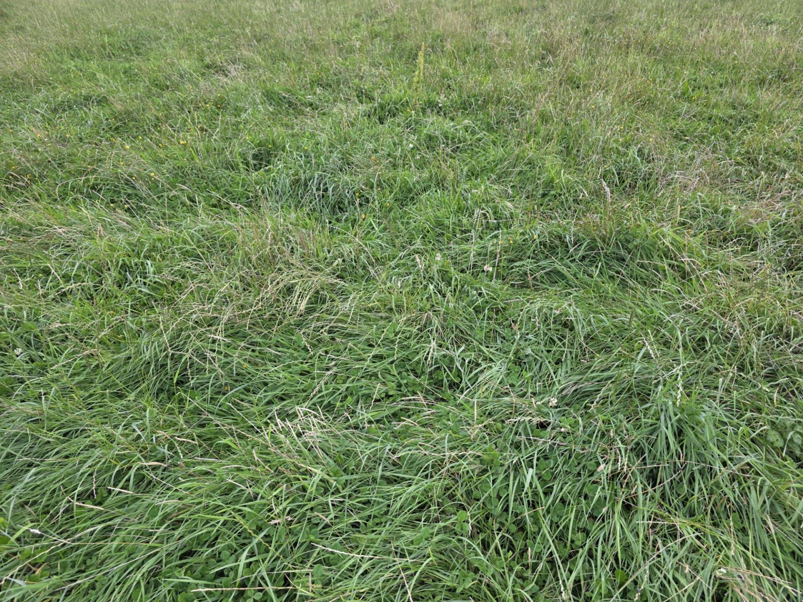 16 Northbrook Road, Rangiora