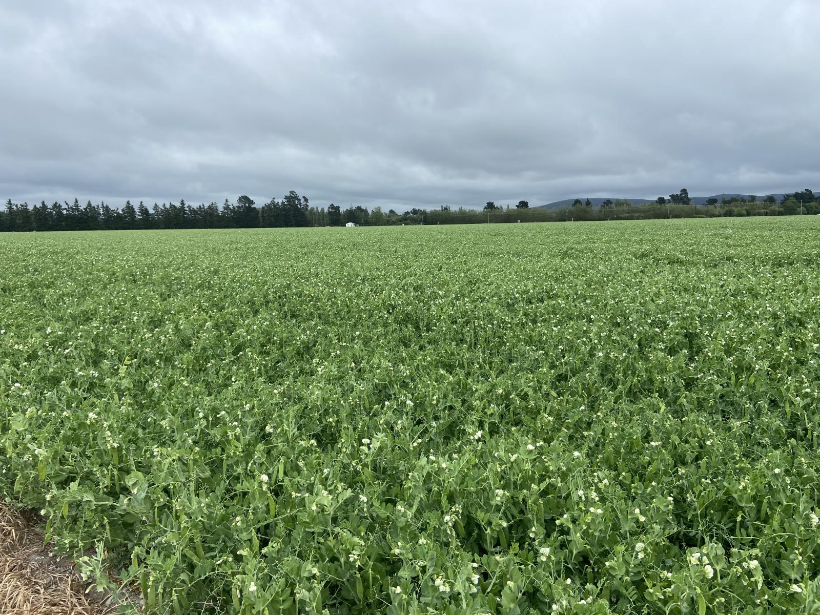 2166 Arundel Rakaia Gorge Road, Mayfield