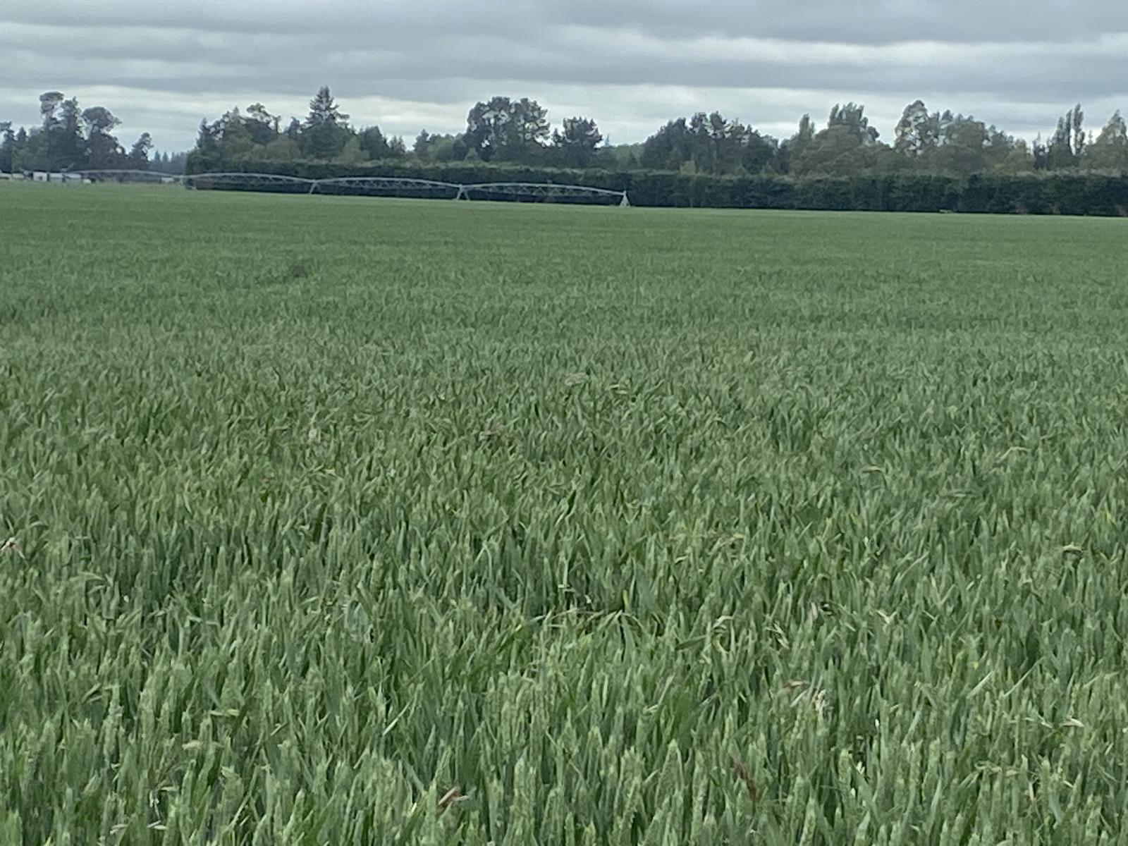 2166 Arundel Rakaia Gorge Road, Mayfield