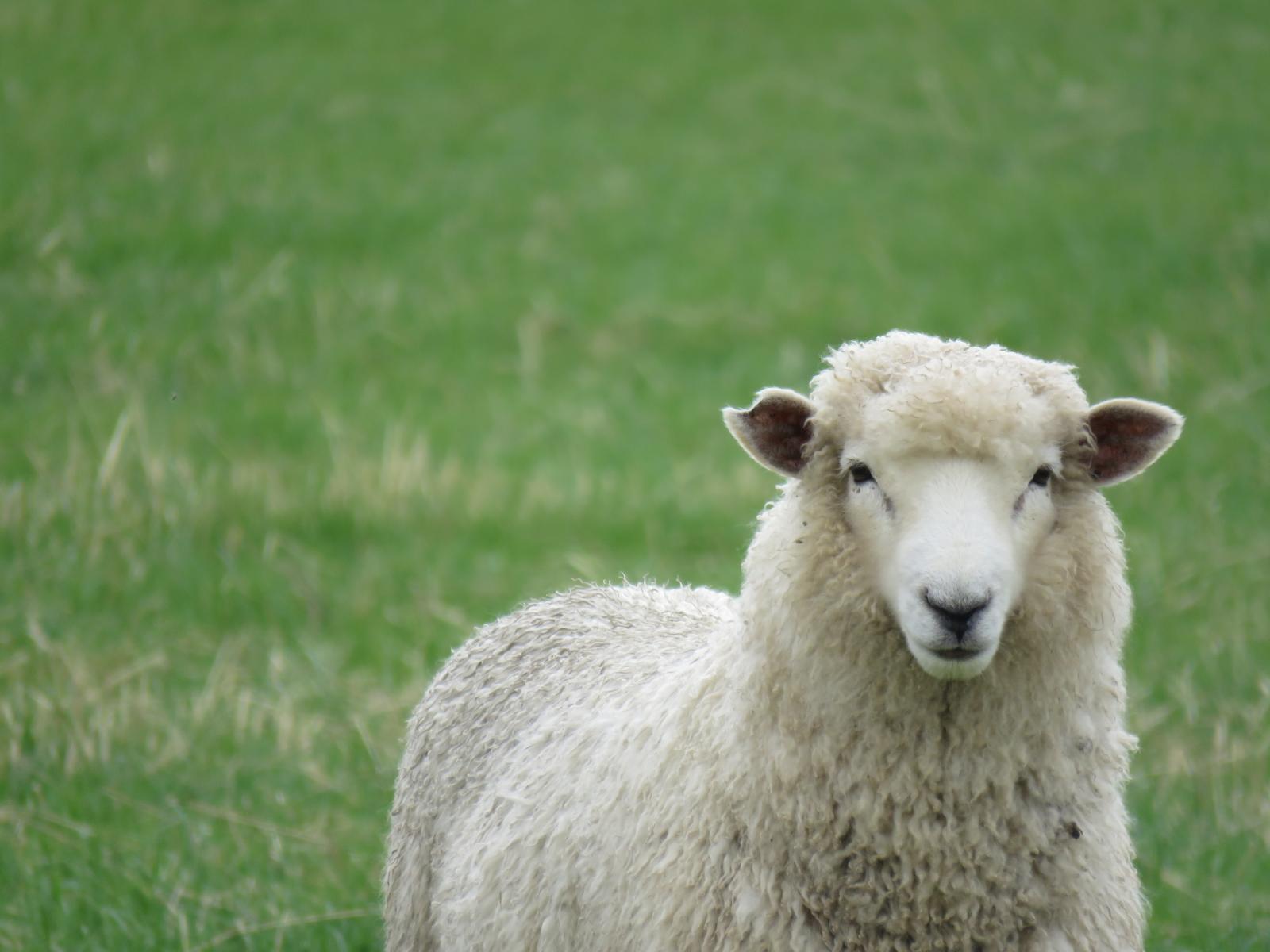 2166 Arundel Rakaia Gorge Road, Mayfield