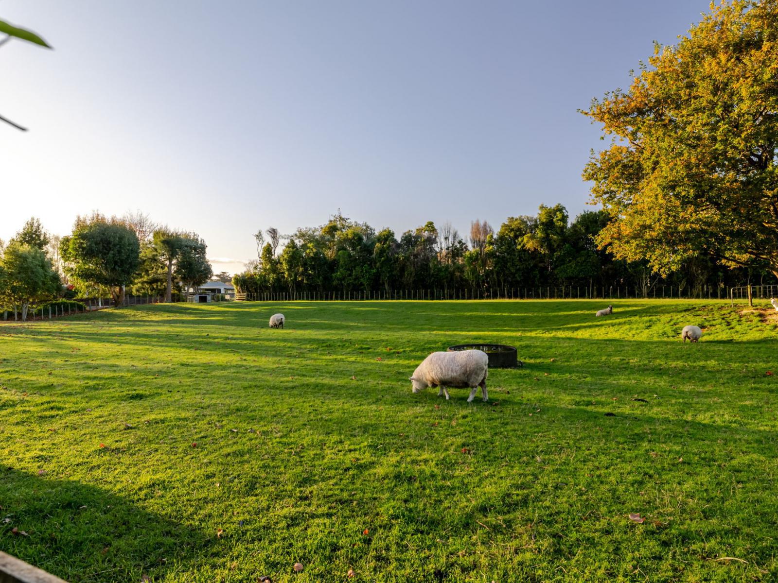 6 Glasgow Street, Pahiatua