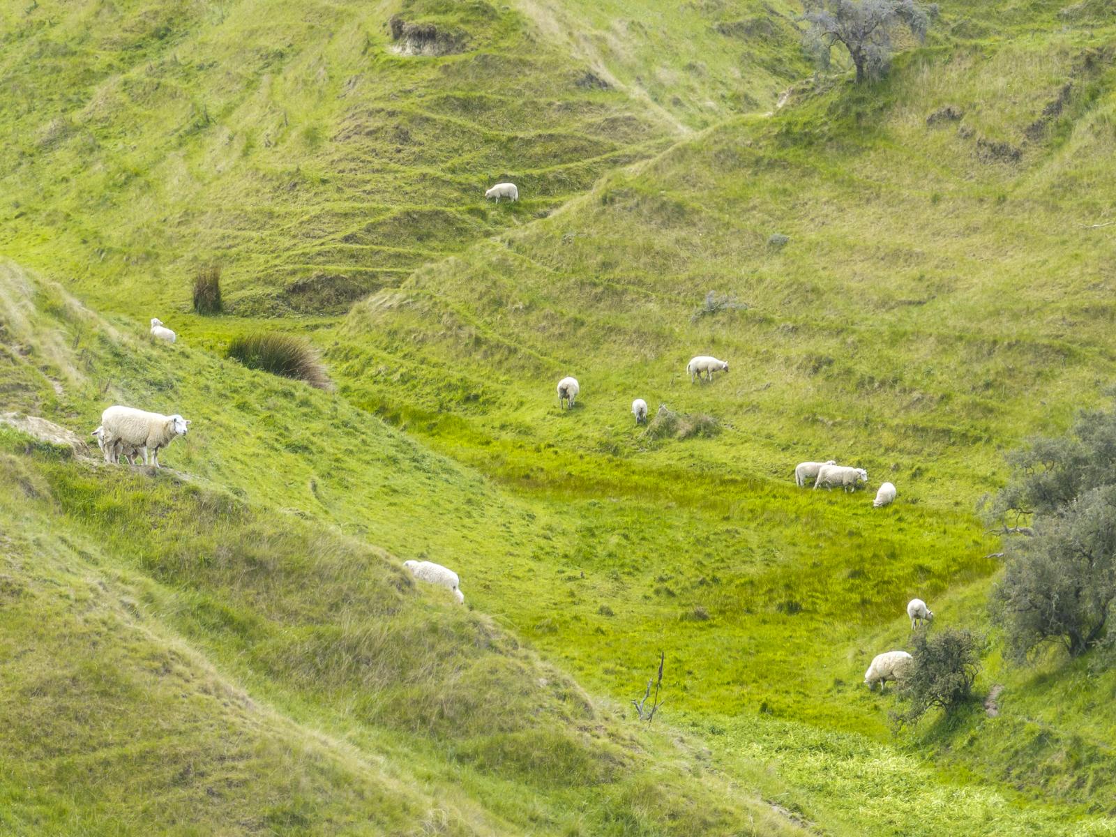 334 Omihi Road, Waipara