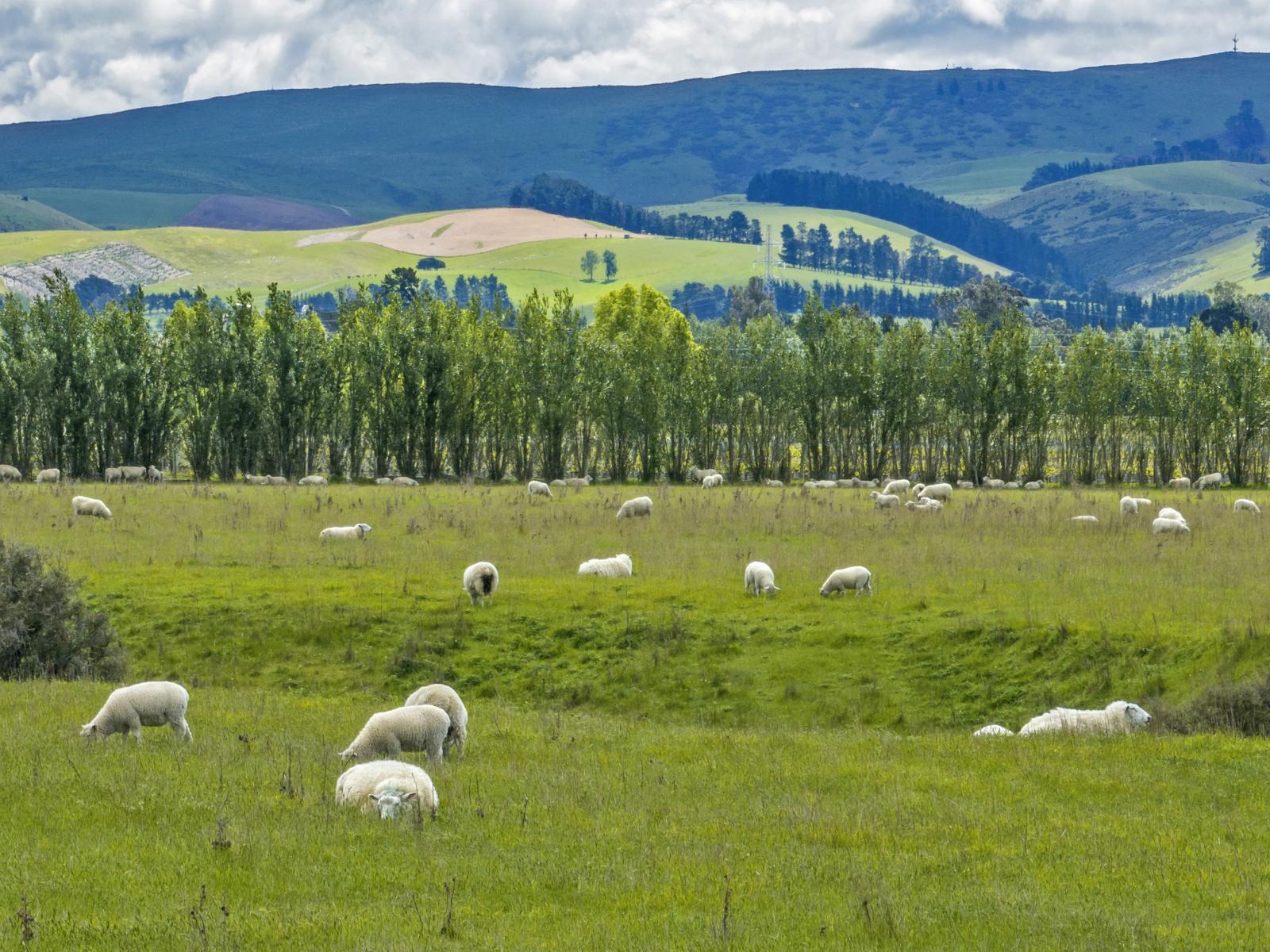 334 Omihi Road, Waipara