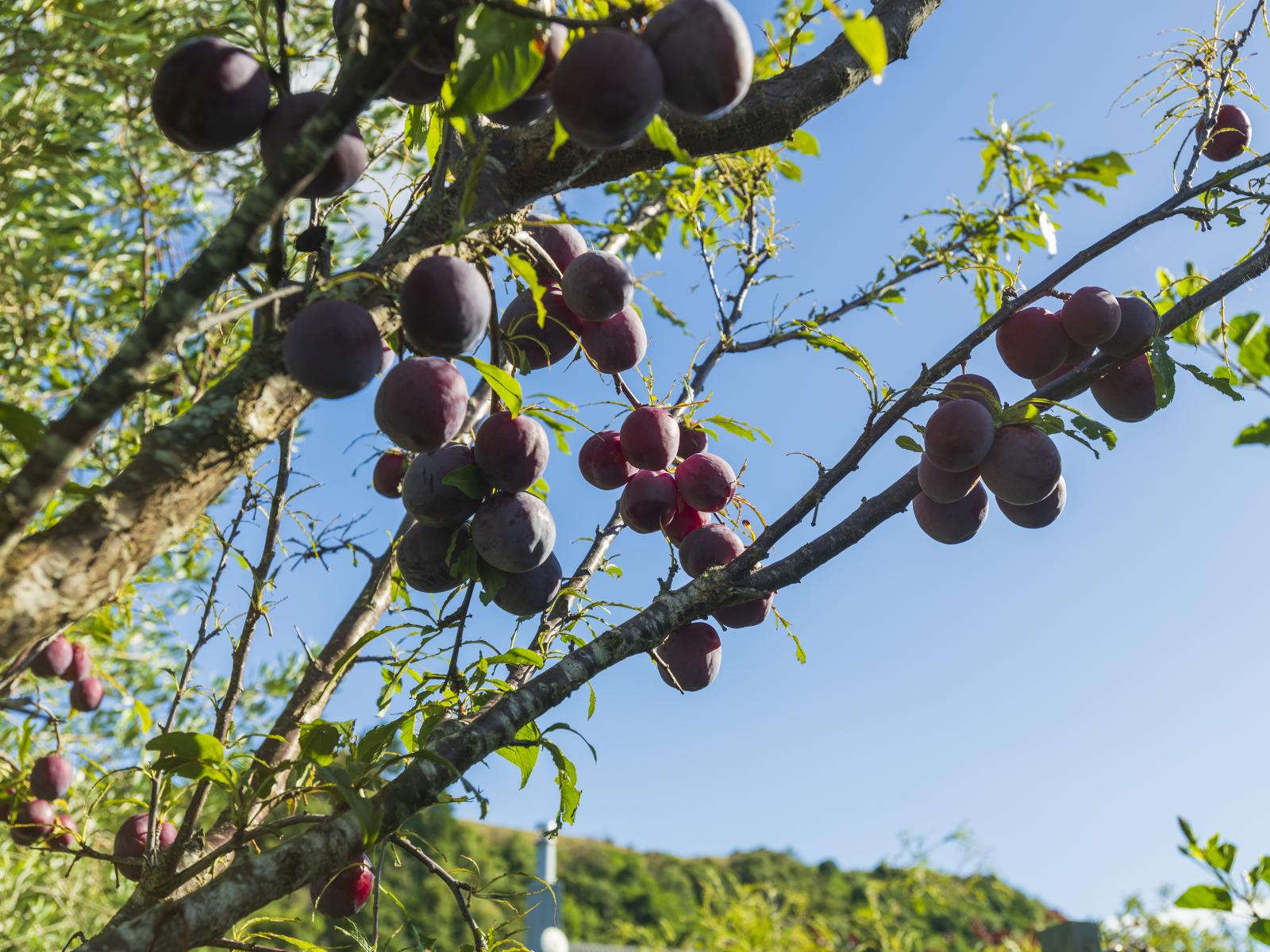 1 Forster Street, Tolaga Bay