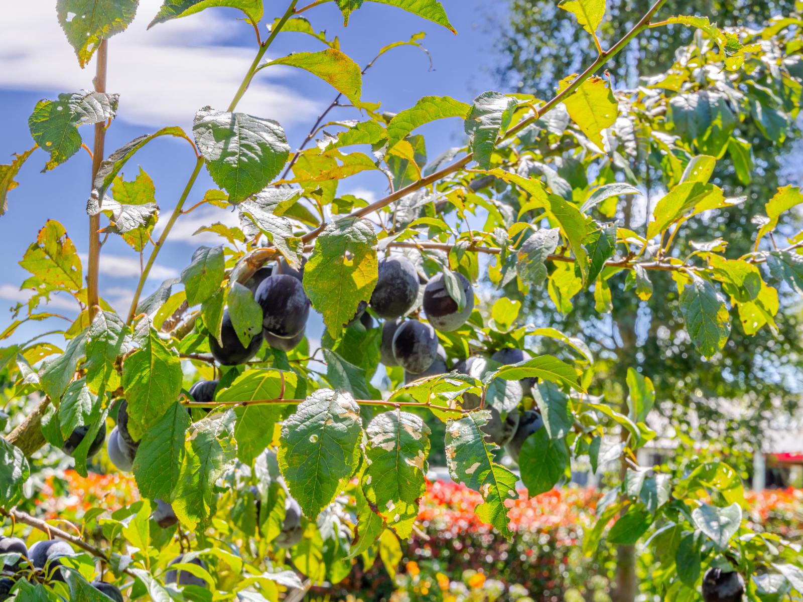 112A Mt Herbert Road, Waipukurau