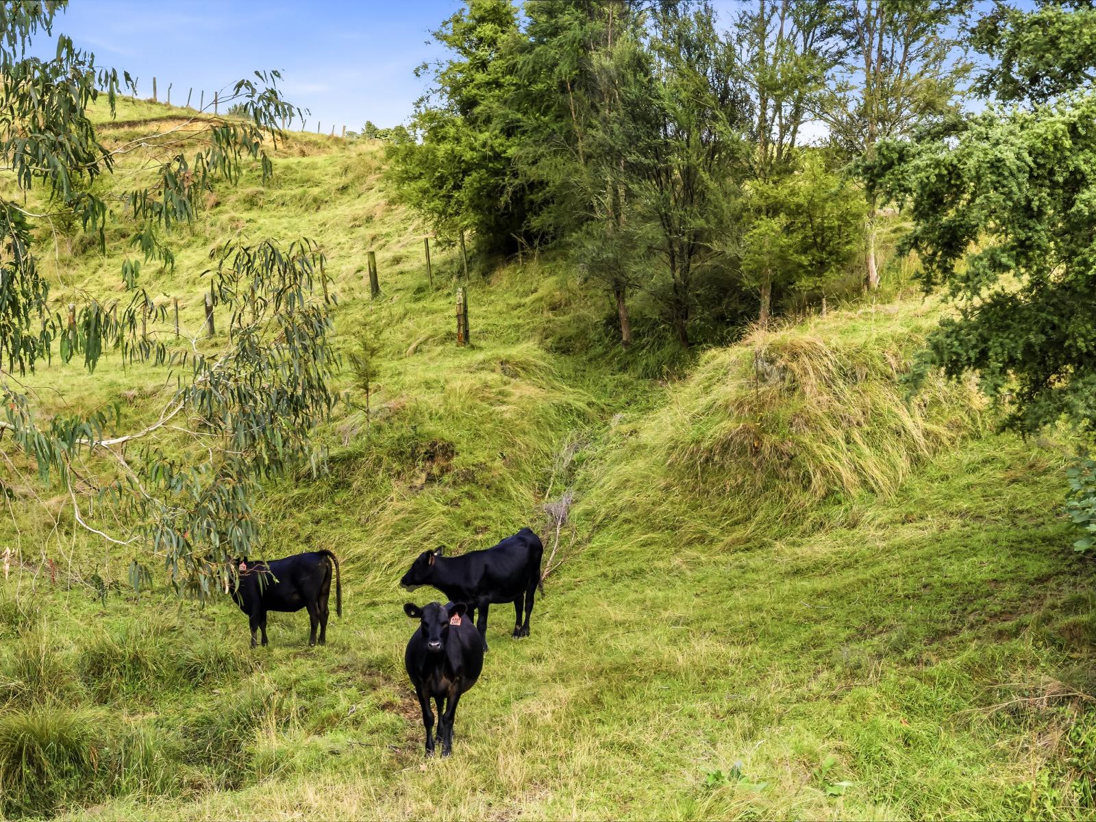 211 Kururau Road, Taumarunui