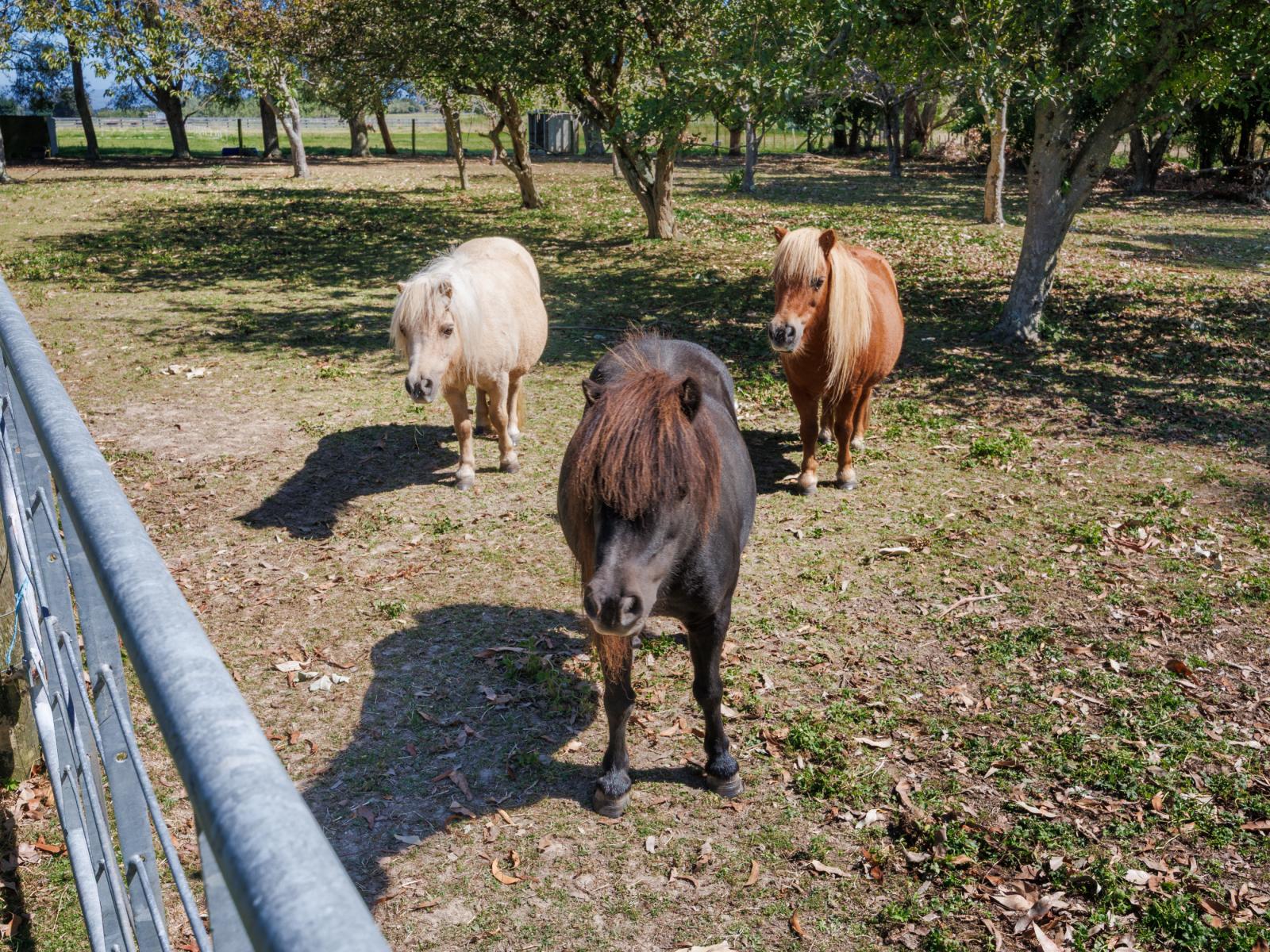 89 Ulysses Road, Ashhurst