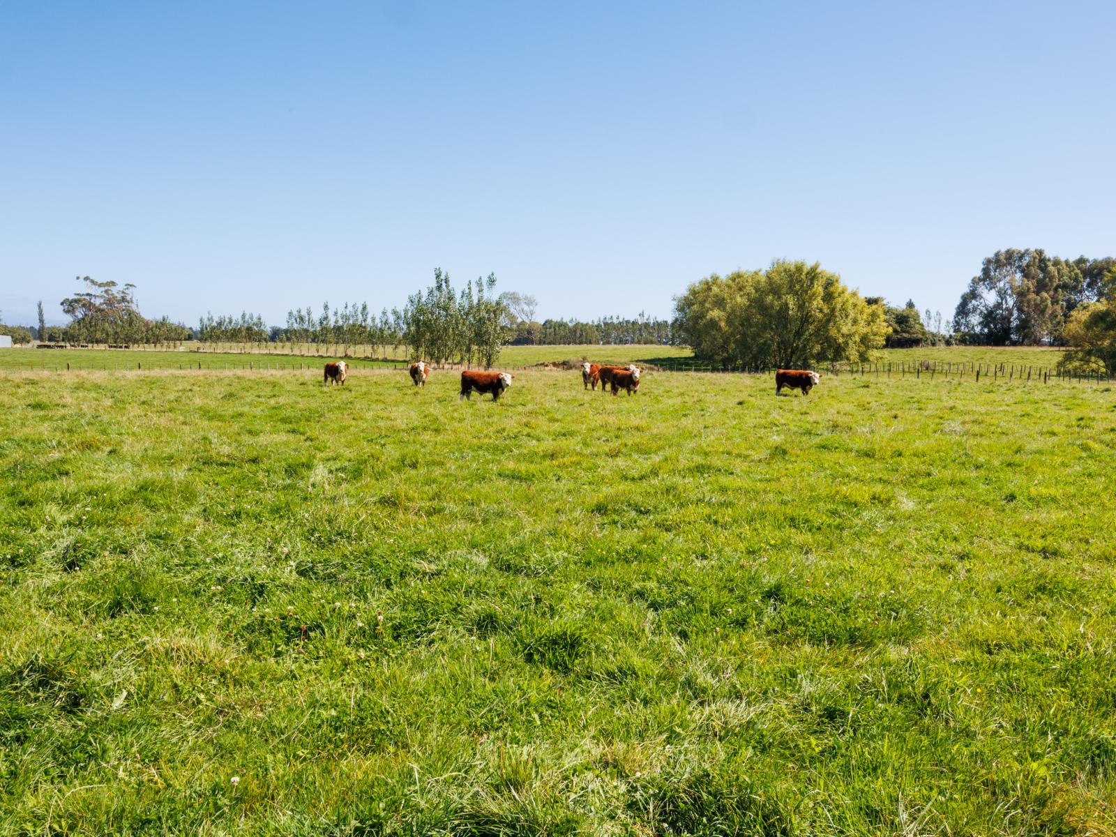 89 Ulysses Road, Ashhurst