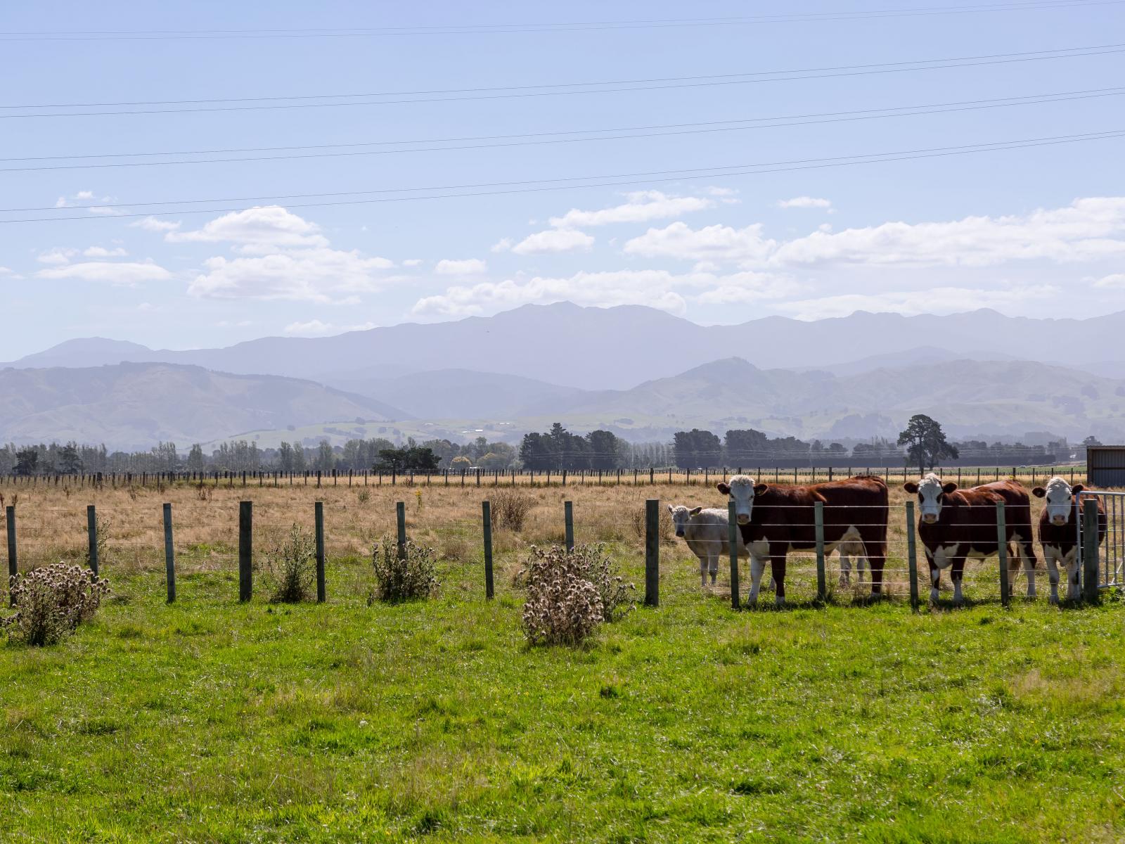 445 Perrys Road, East Taratahi