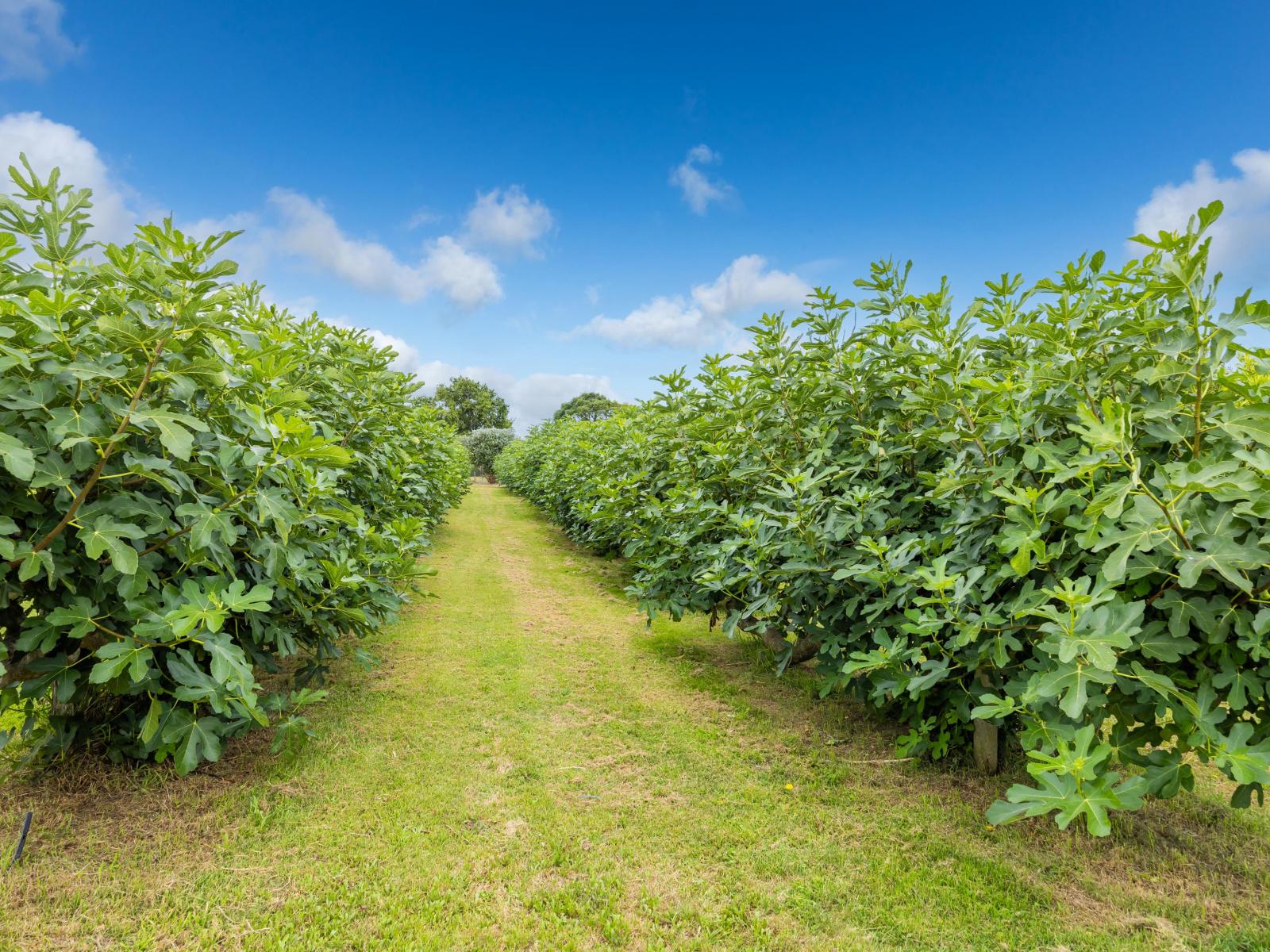 32 Ohinewai Road, Ohinewai