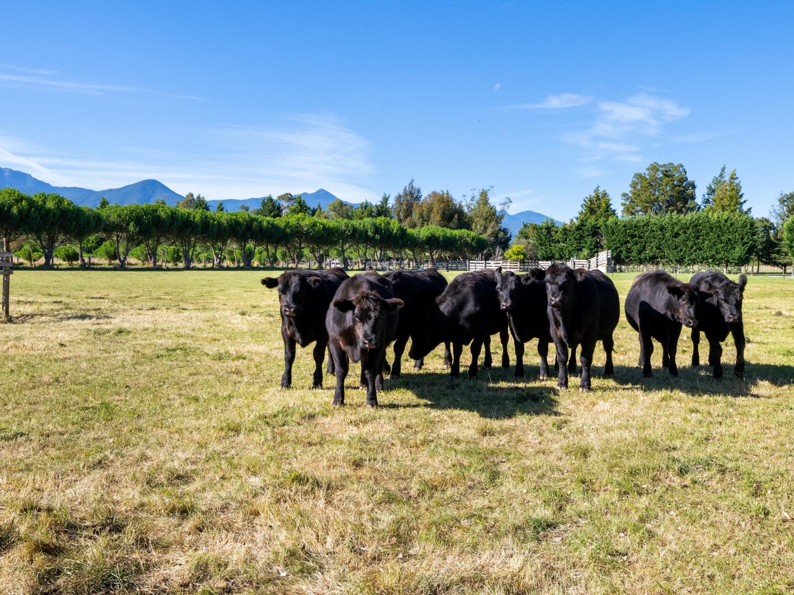 44 Senior Road, Wairau Valley