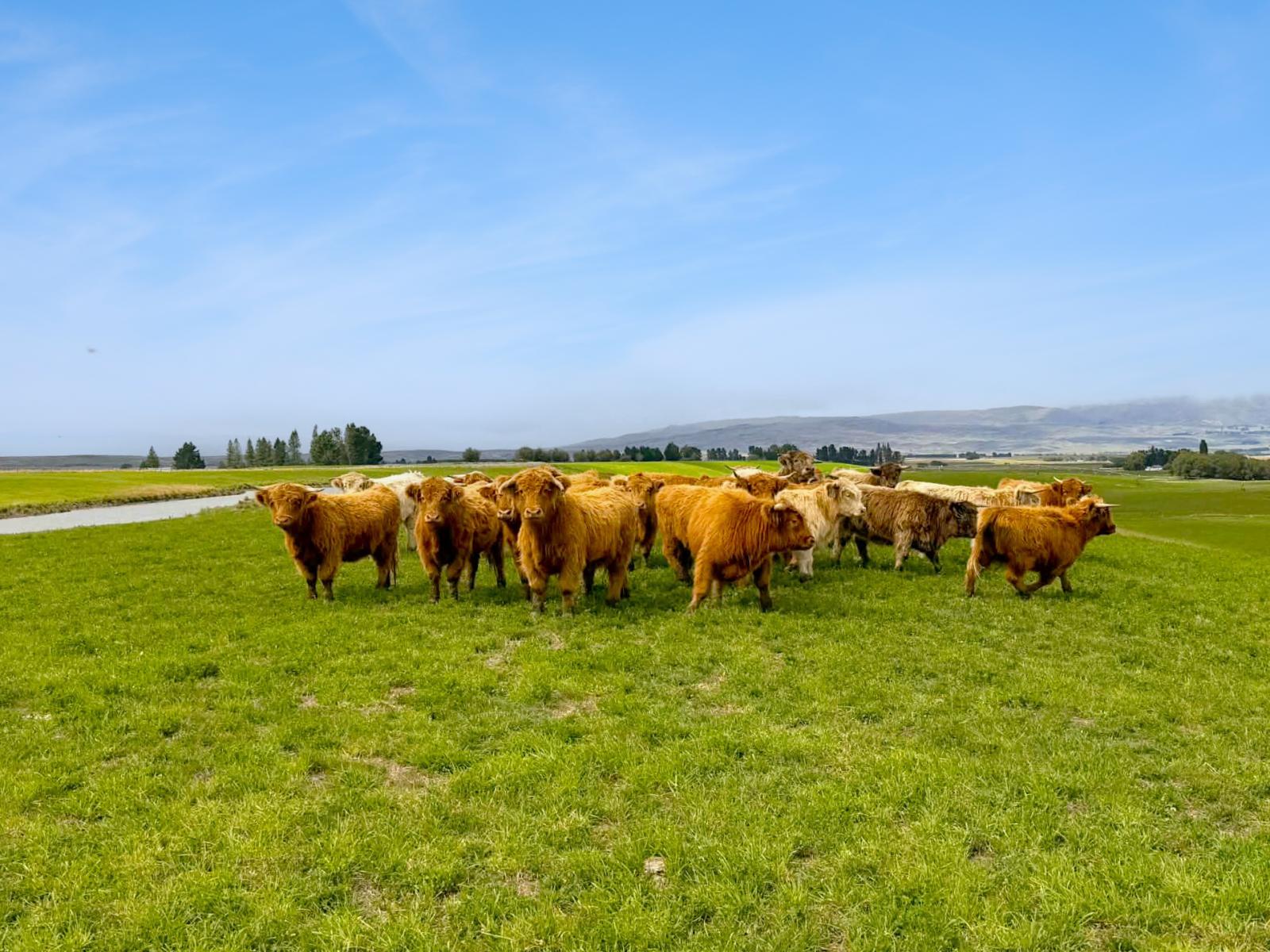 Bypass Road, Ranfurly