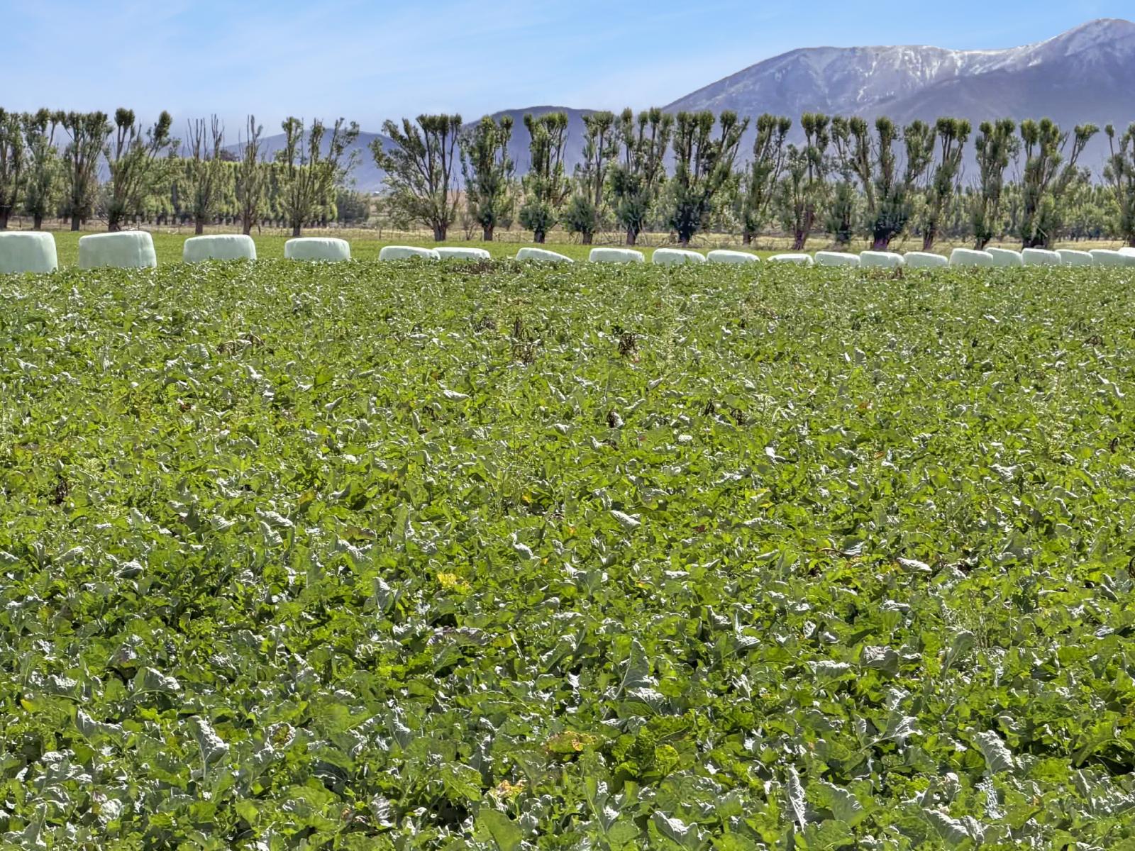 Bypass Road, Ranfurly