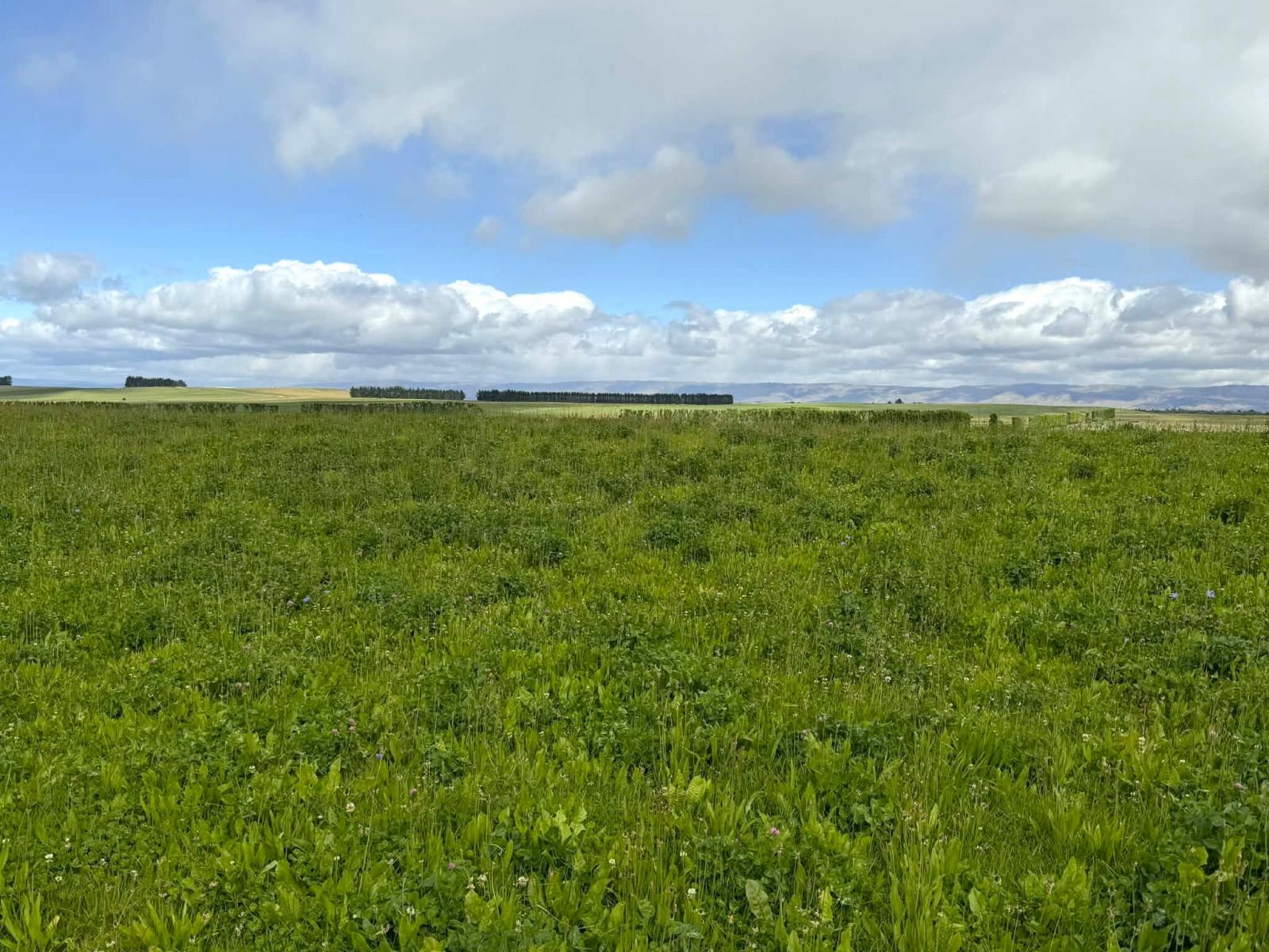 Bypass Road, Ranfurly