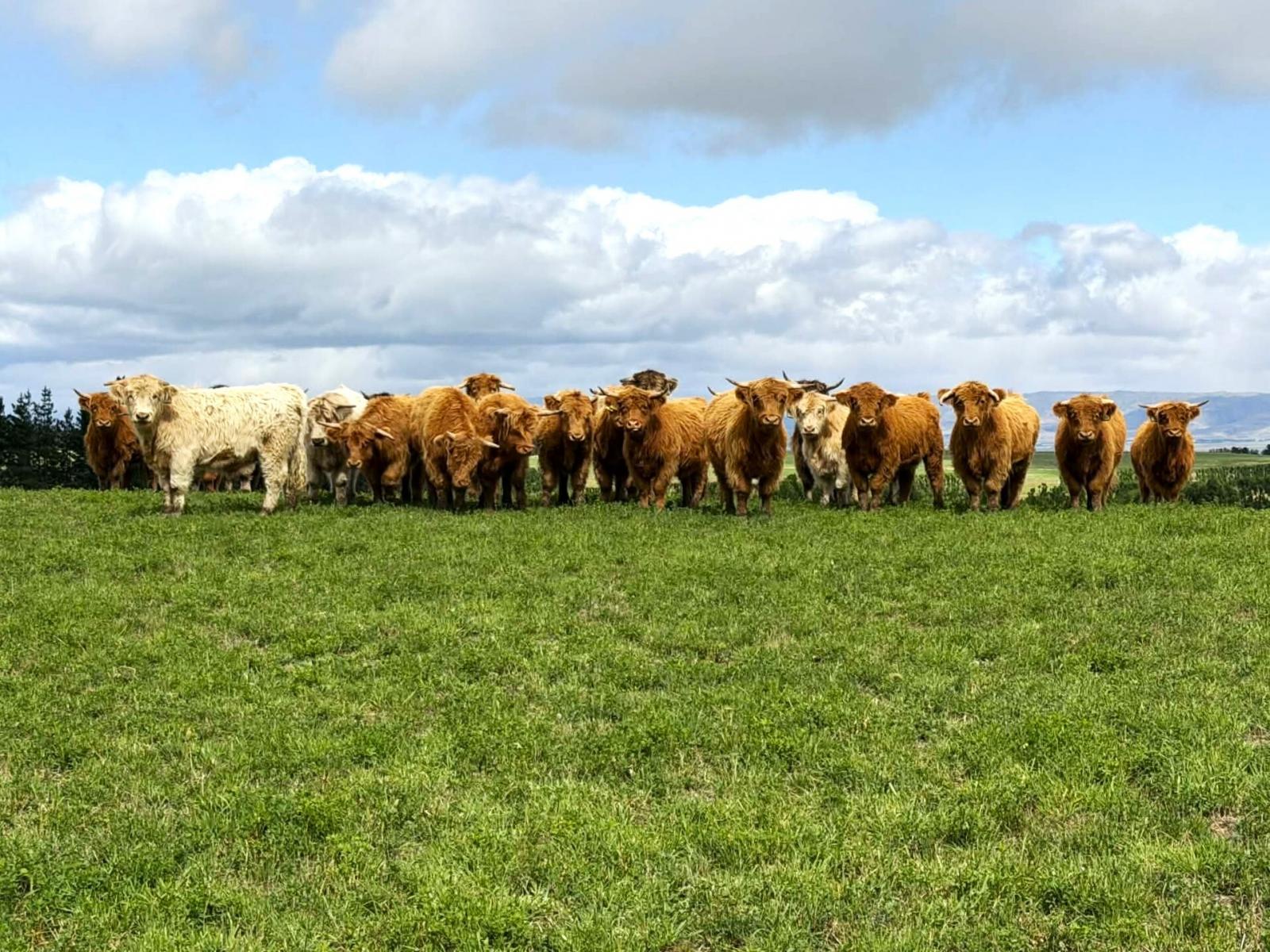 Bypass Road, Ranfurly