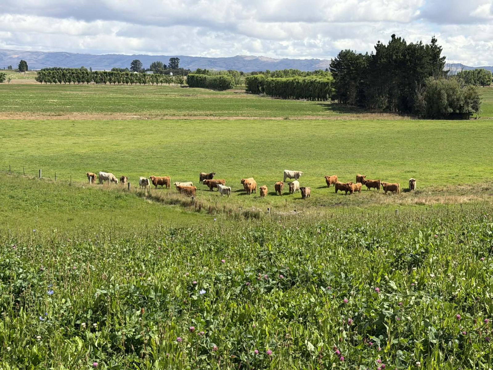 Bypass Road, Ranfurly