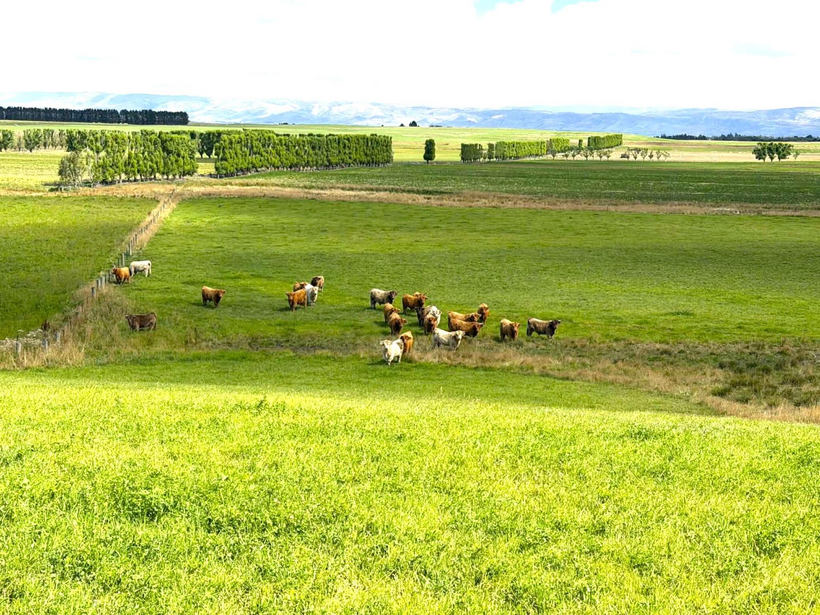 Bypass Road, Ranfurly