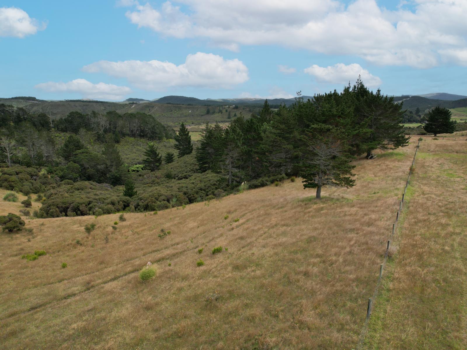 State Highway 12, Dargaville