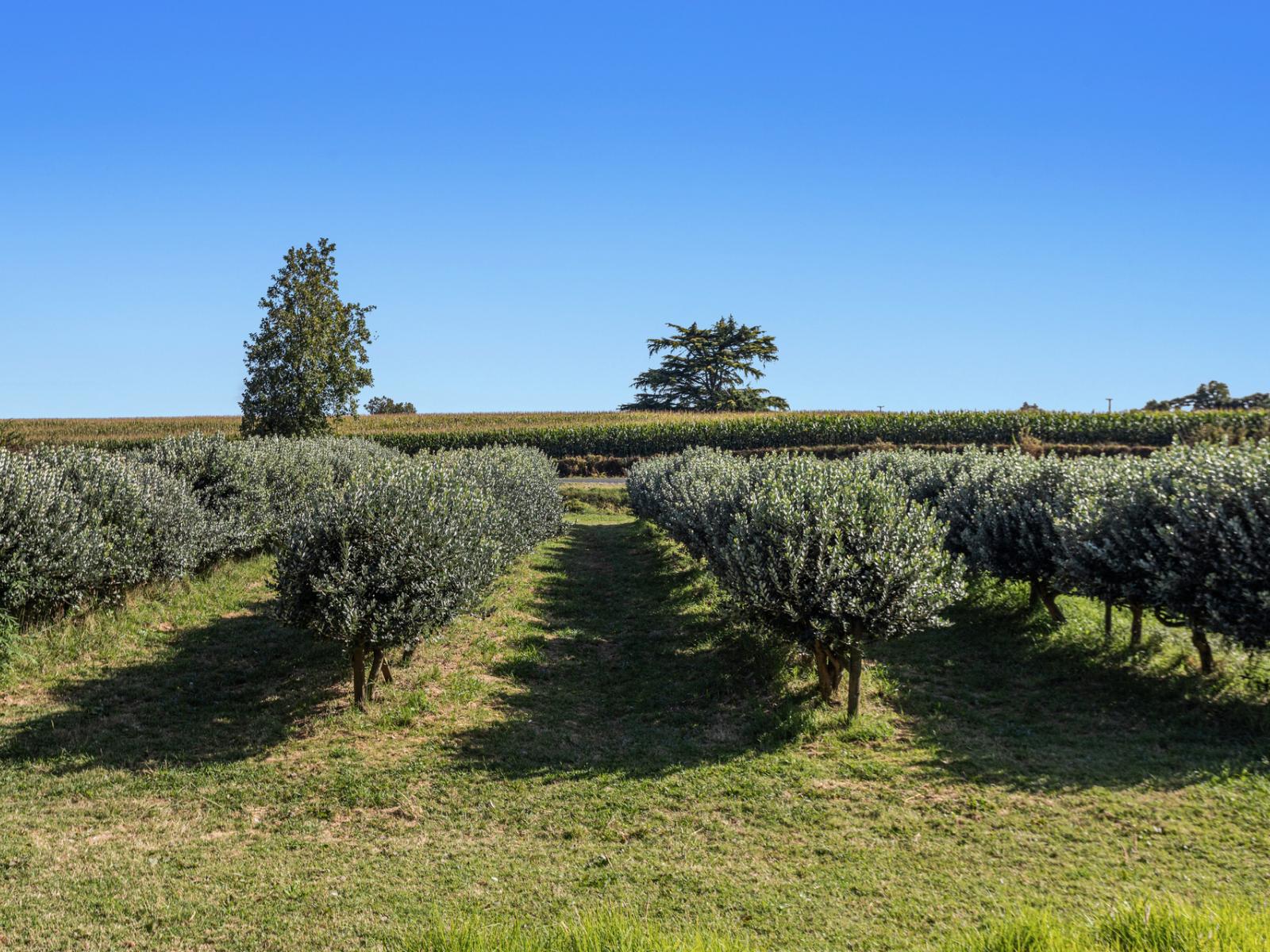 1B Luxton Road, Awakeri