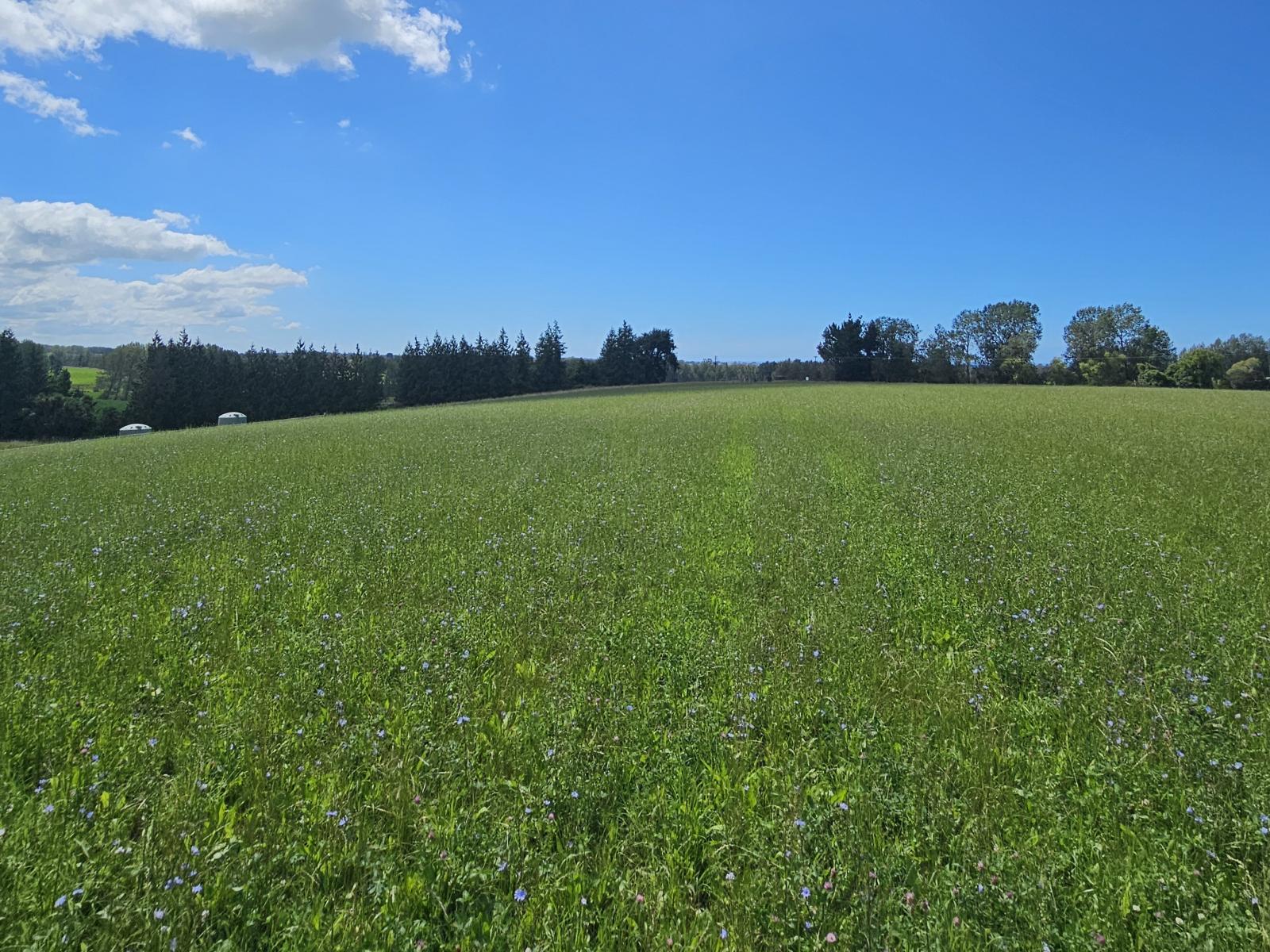 Lot 1 Brownleas Road, Waimate