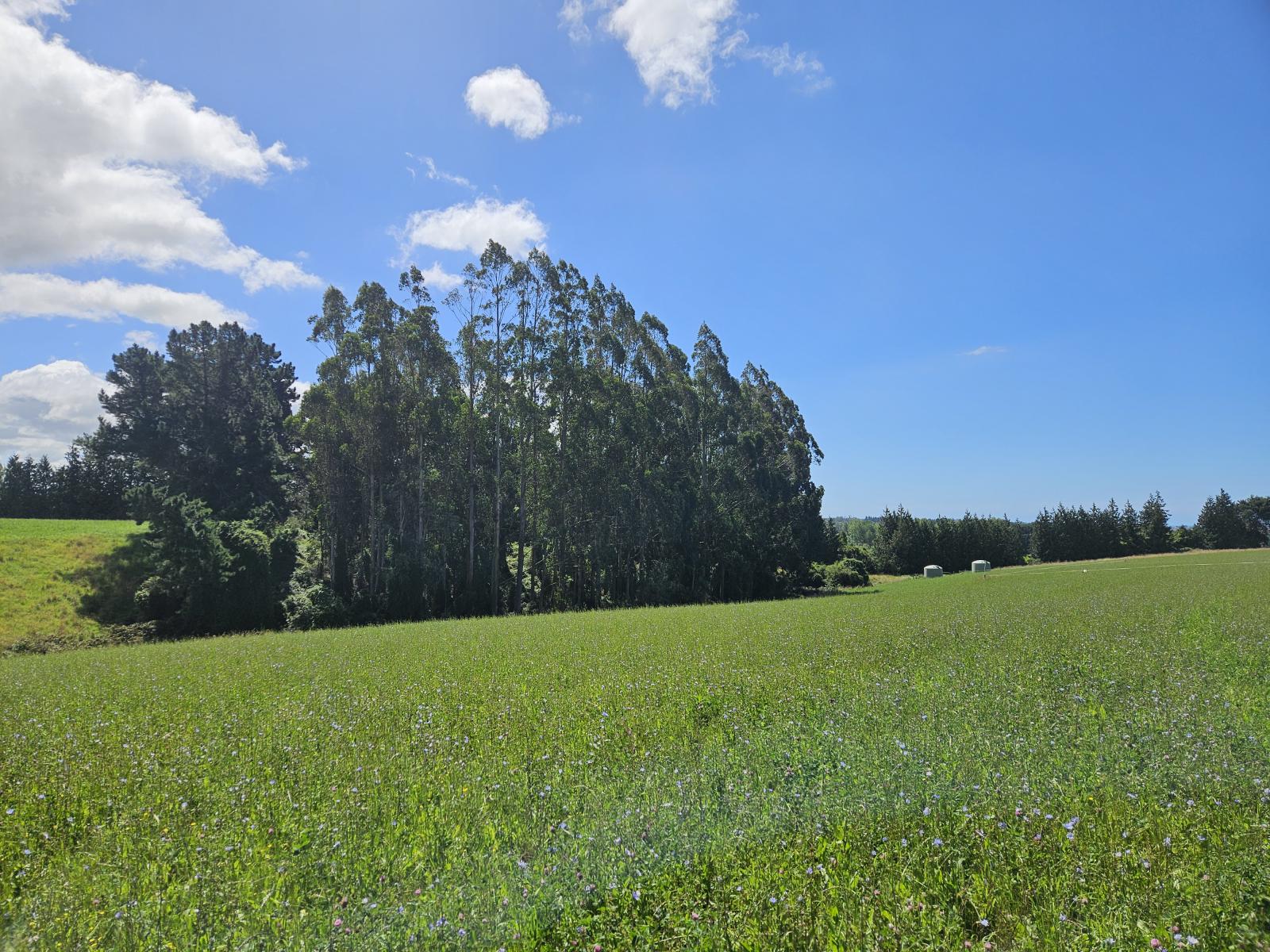 Lot 2 Brownleas Road, Waimate