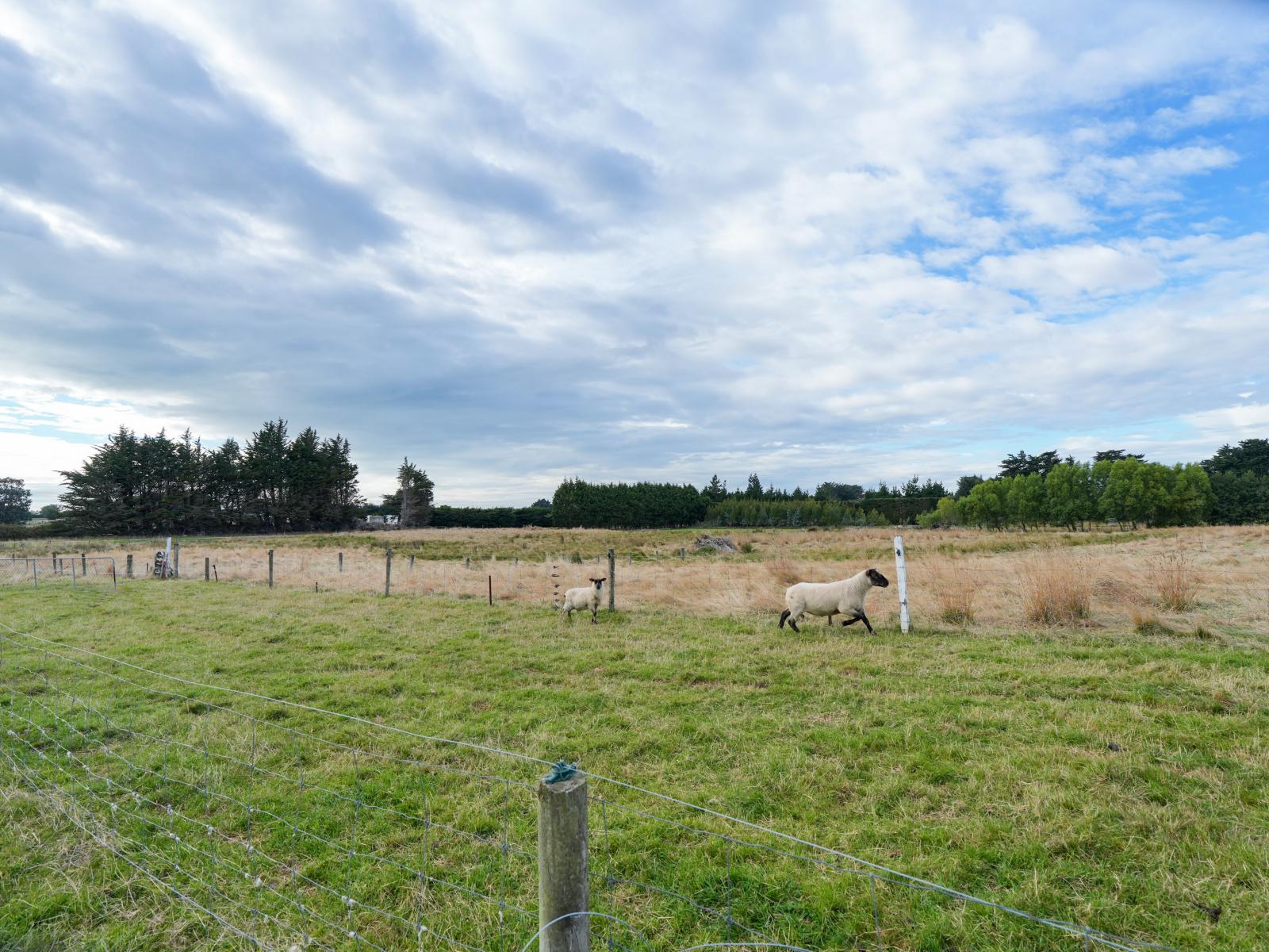 385 and 401 McQuarrie Street, Tisbury