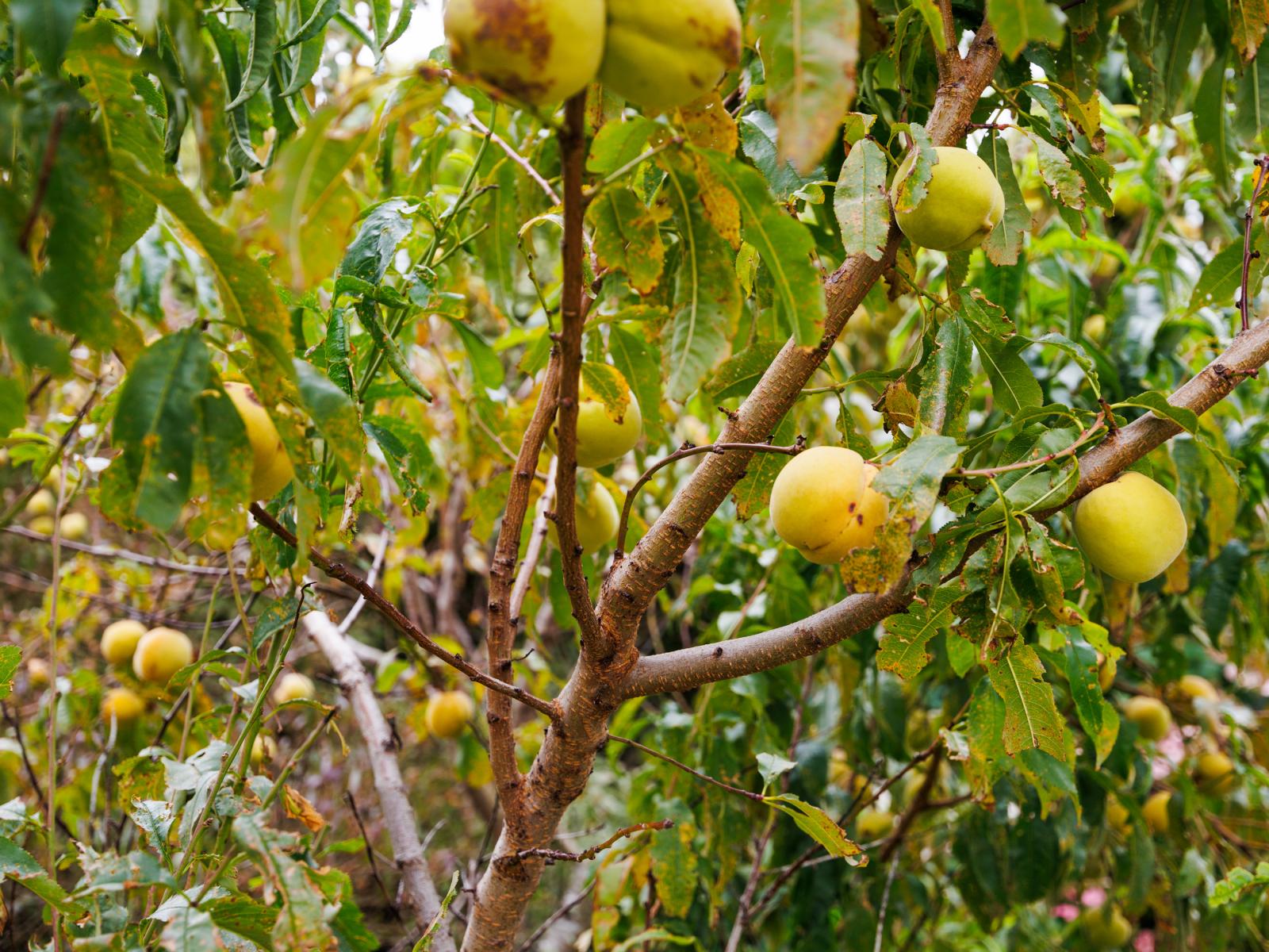 808 Kimbolton Road, Feilding