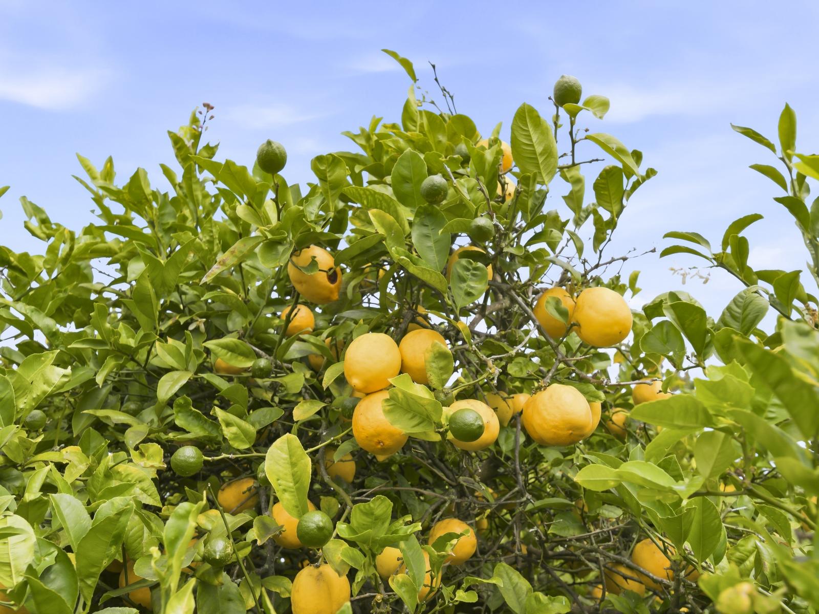 21 Lemon Street, Otaki