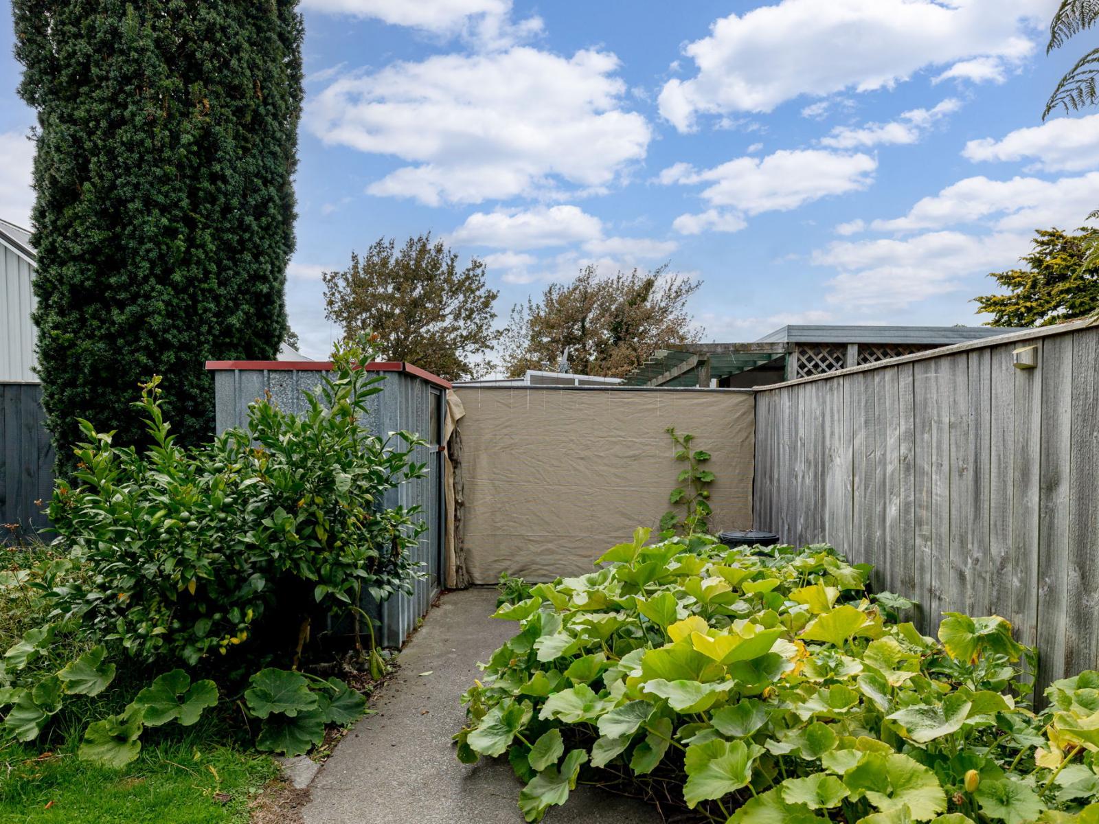 36 Criterion Street, Bulls