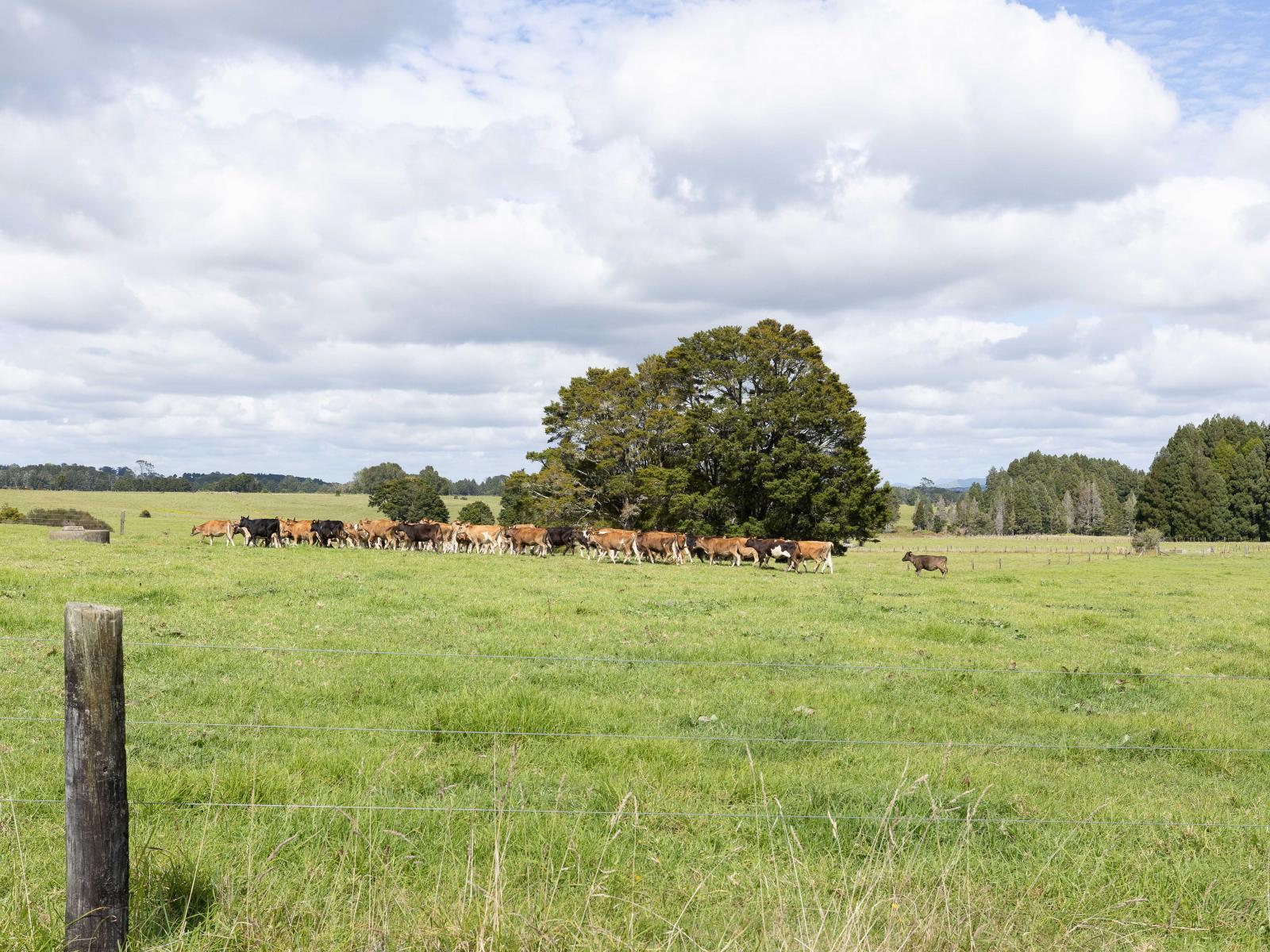 503 Puhipuhi Road, Whakapara